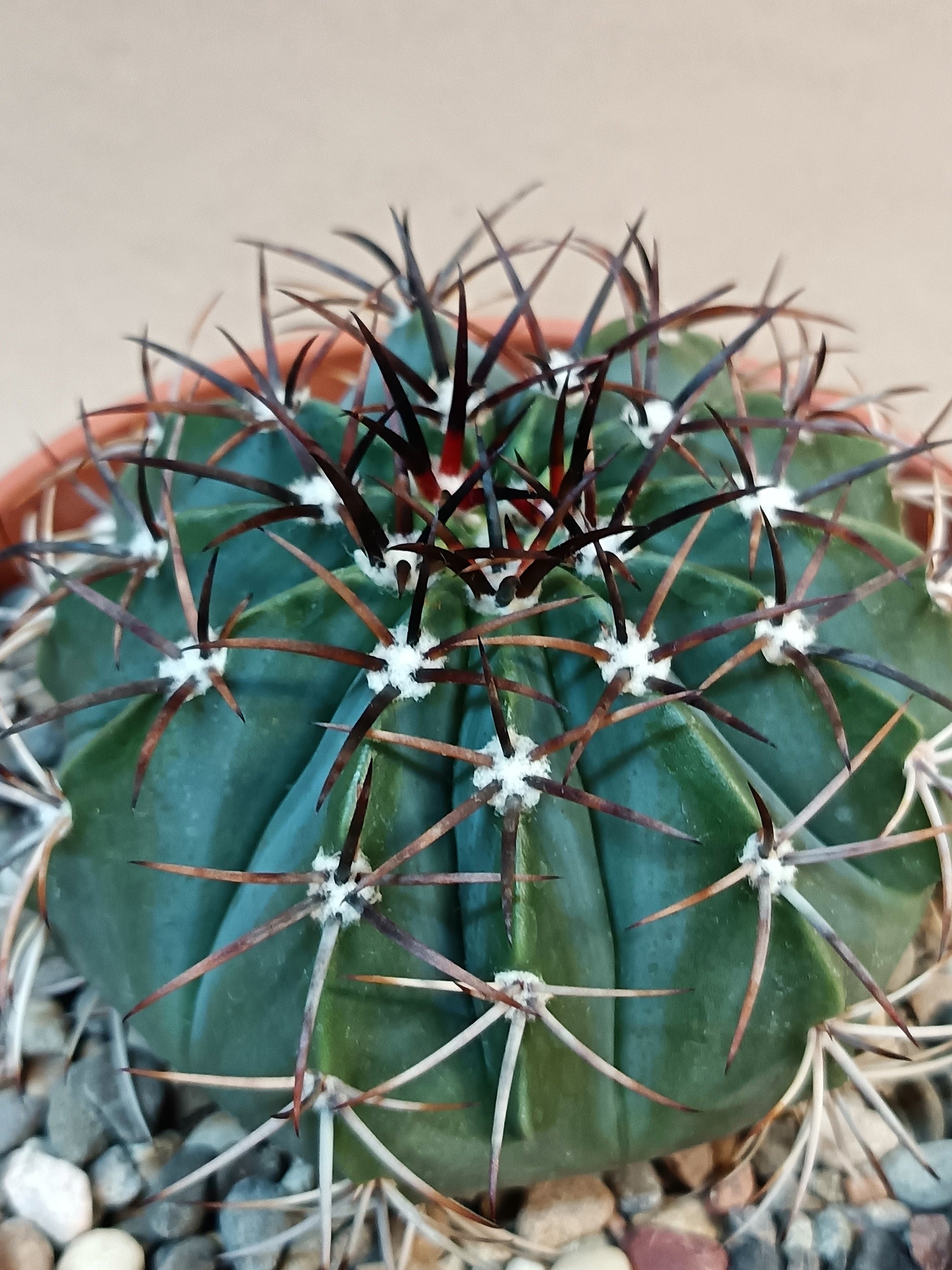 Melocactus azureus – Seltene blaue Schönheit aus Brasilien