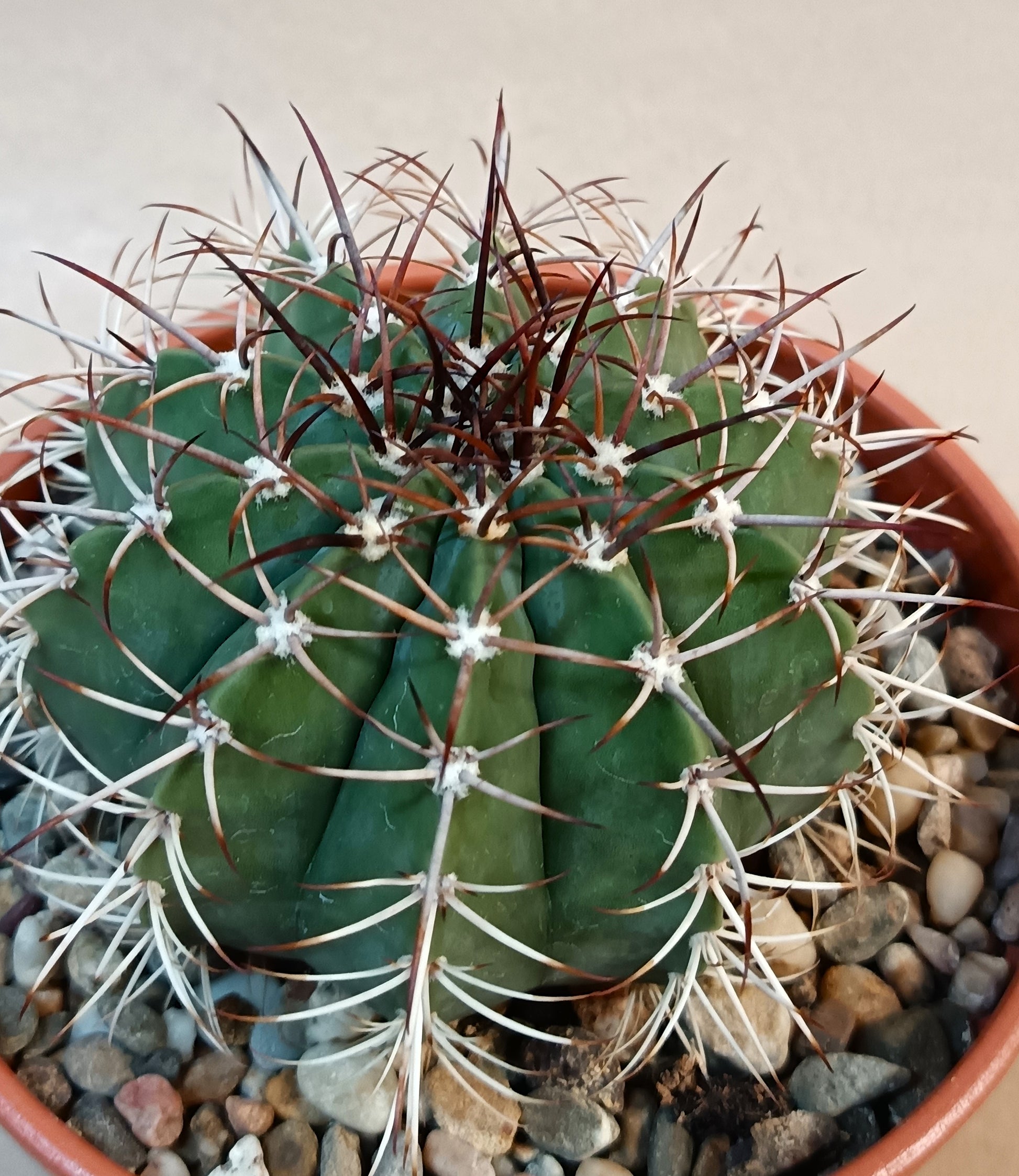 Melocactus peruvianus