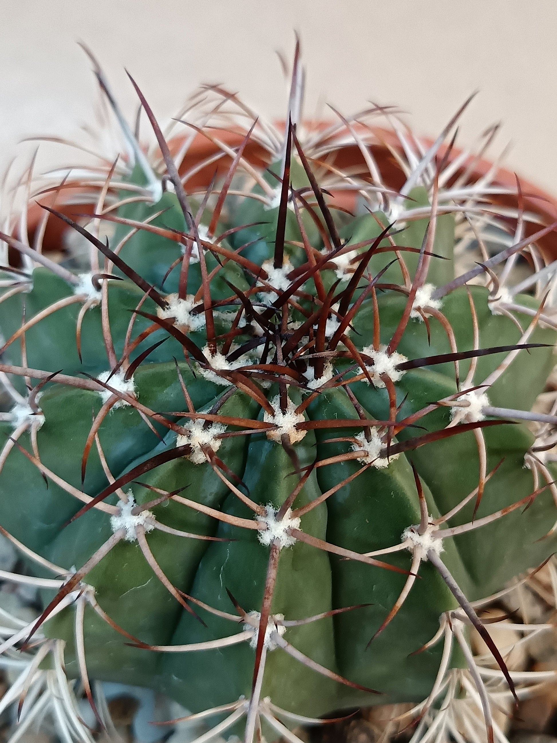 Melocactus peruvianus