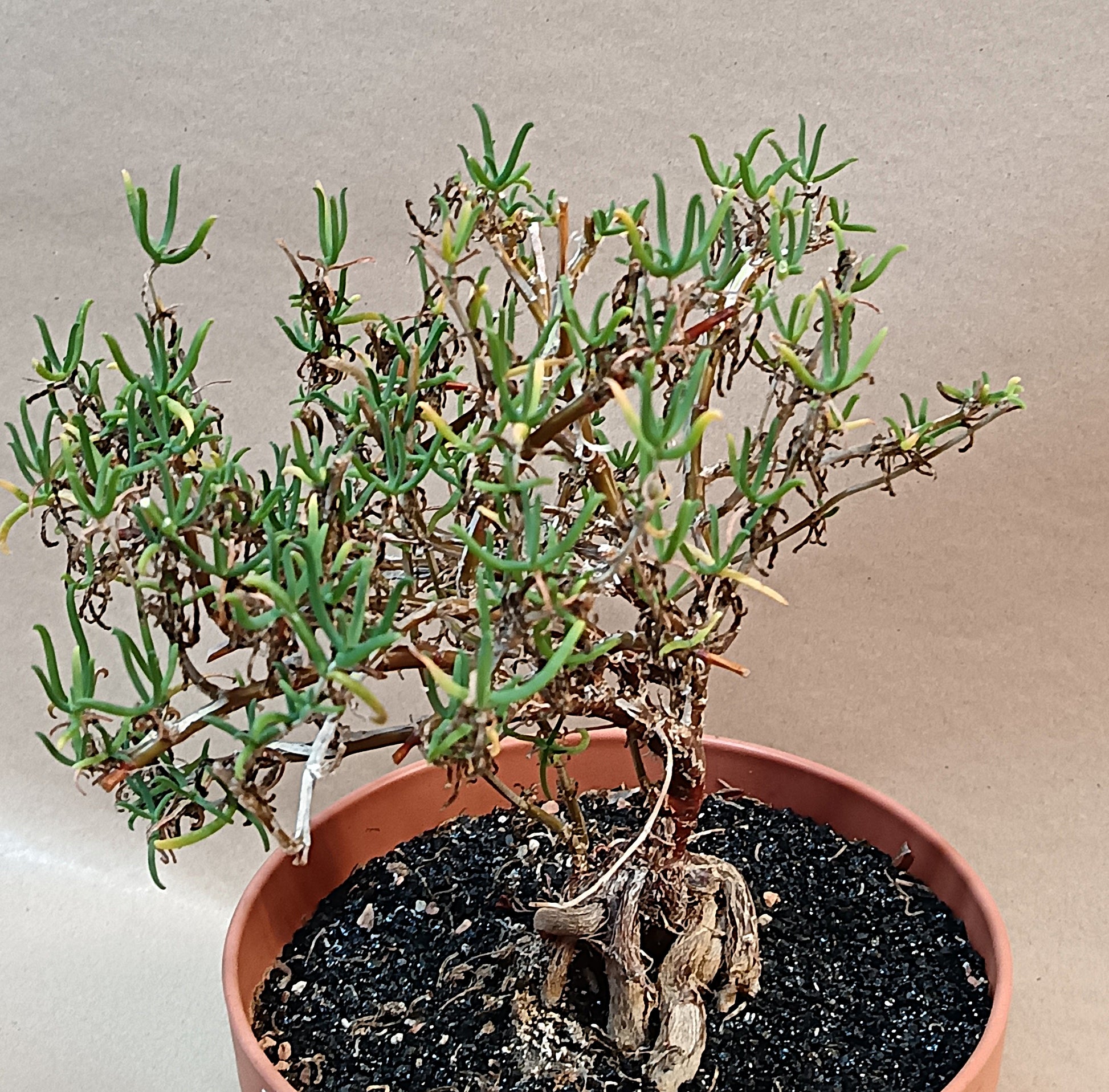 Mestoklema tuberosum – Rares Sukkulenten-Unikat mit faszinierendem Caudex