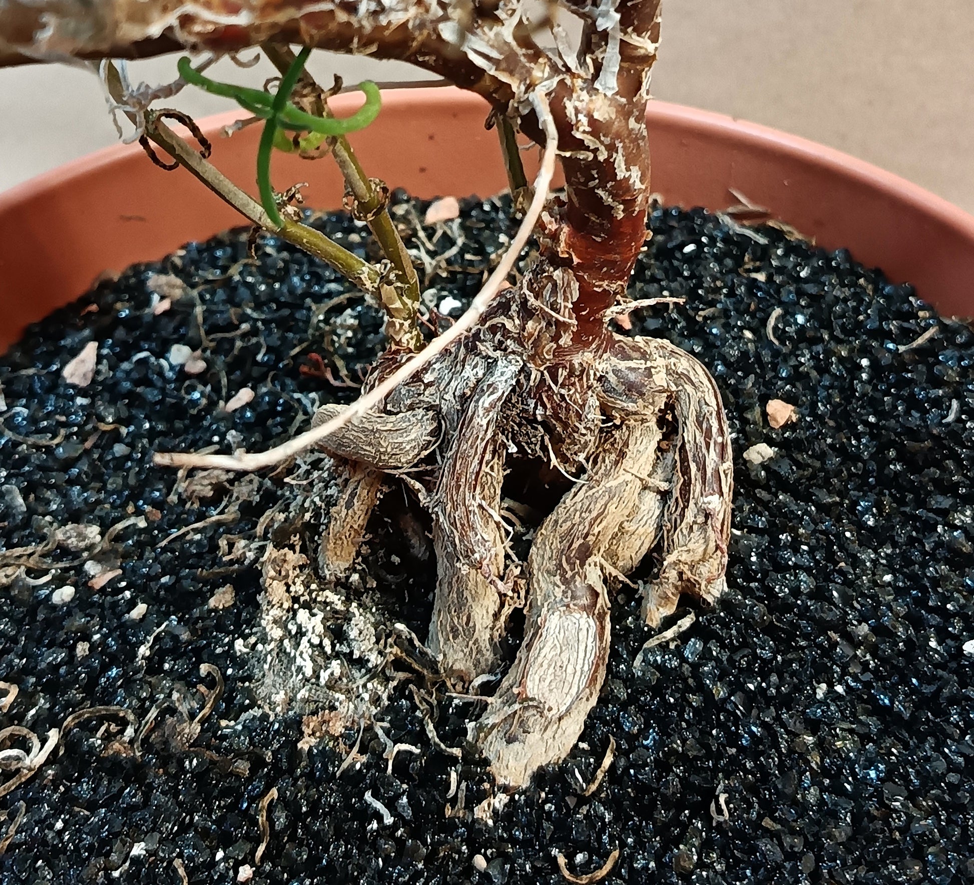 Mestoklema tuberosum – Rares Sukkulenten-Unikat mit faszinierendem Caudex