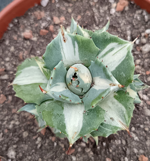Agave istmensis f. mediopicta alba – 6-7 cm – Seltene Zierpflanze