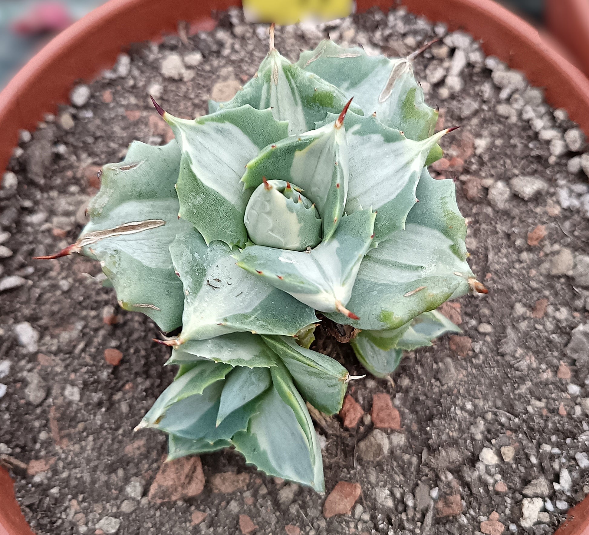 Agave istmensis f. mediopicta alba – 6-7 cm – Seltene Zierpflanze