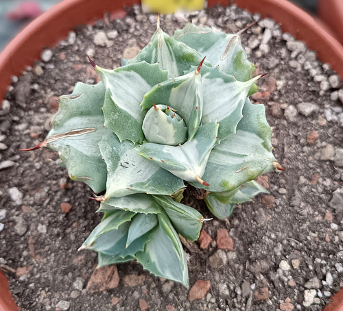 Agave istmensis f. mediopicta alba – 6-7 cm – Seltene Zierpflanze