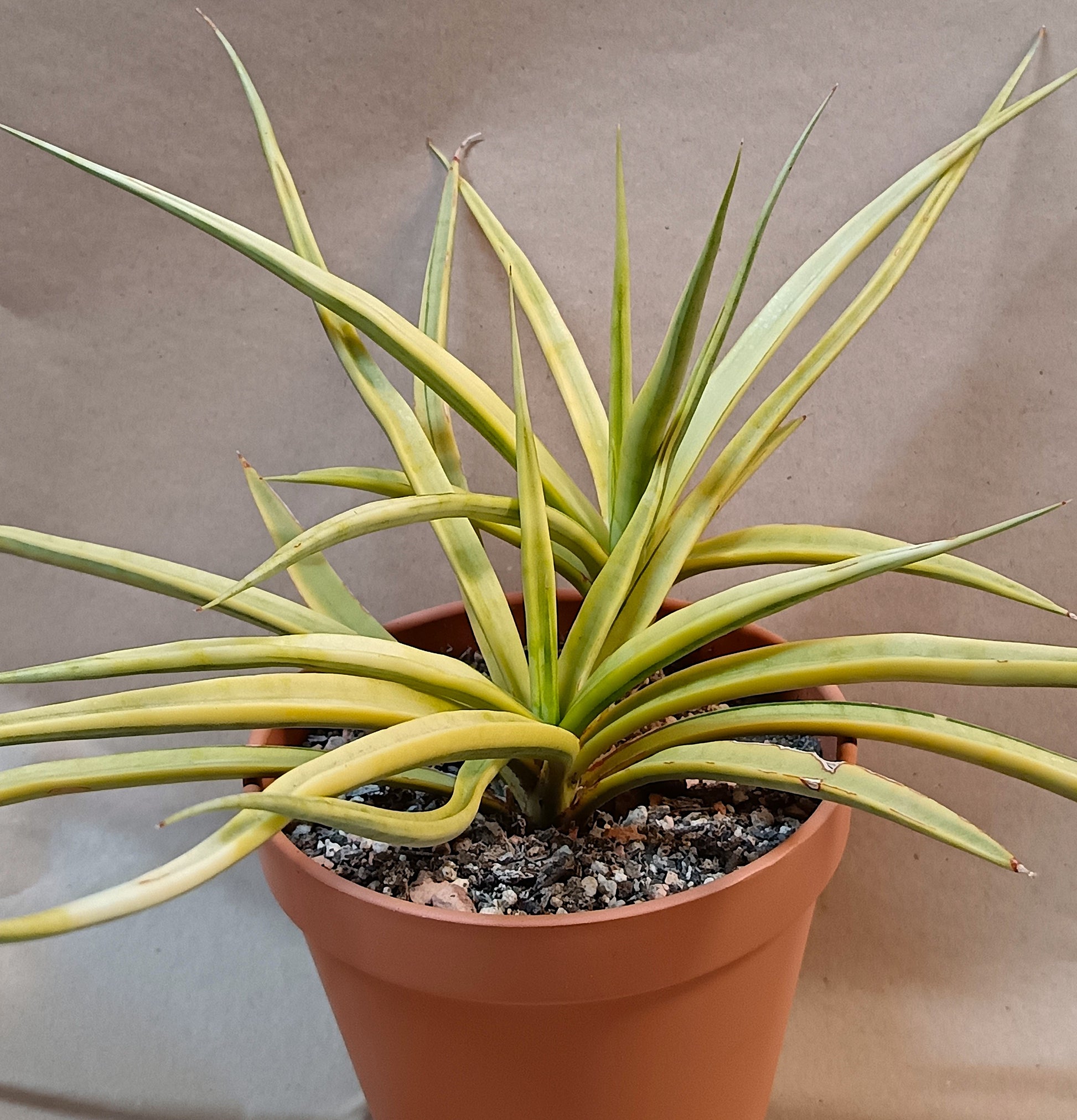 Variegierte Sansevieria – Gelbe Blattvariegation – 13 cm Topf