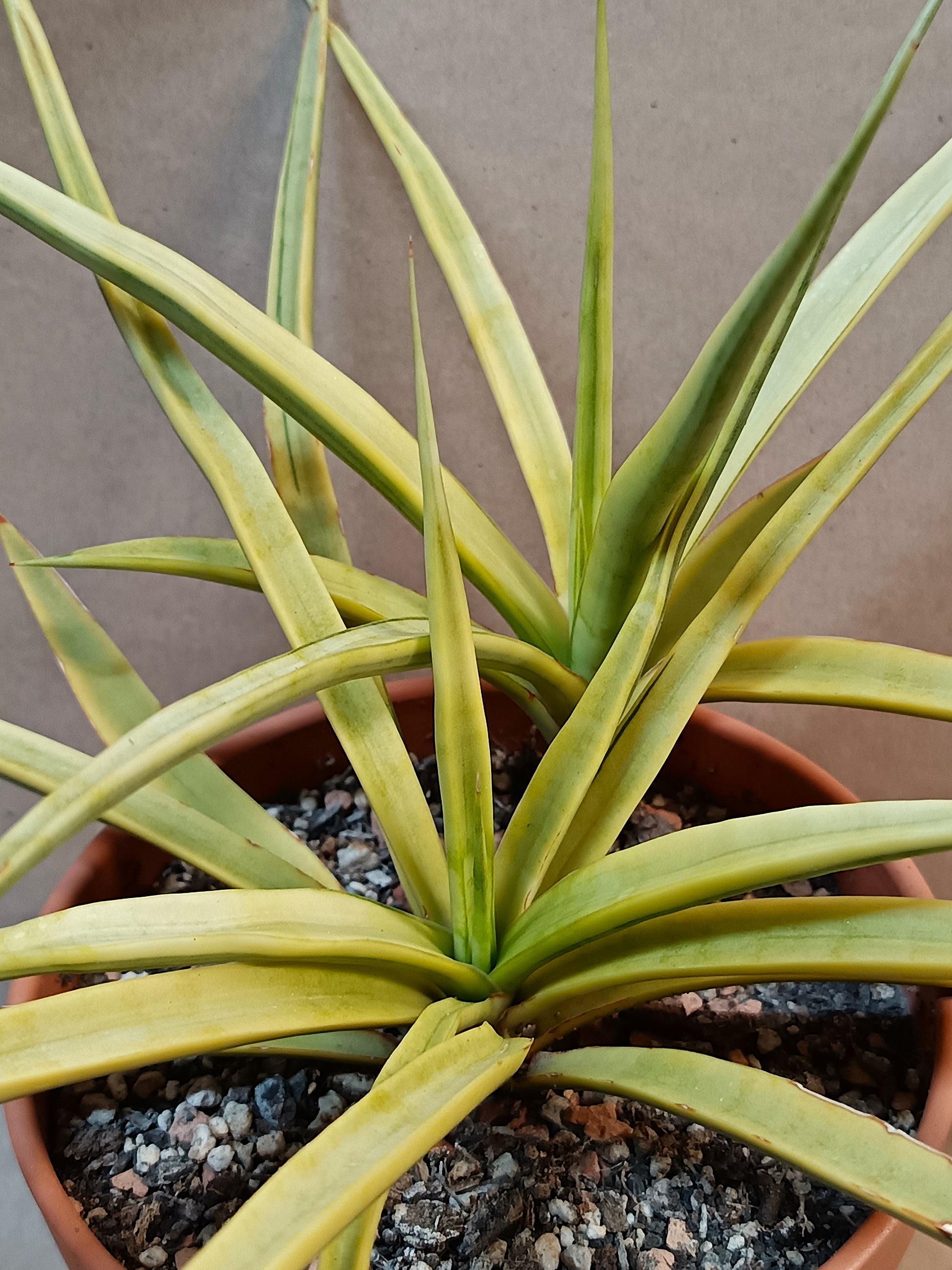 Variegierte Sansevieria – Gelbe Blattvariegation – 13 cm Topf