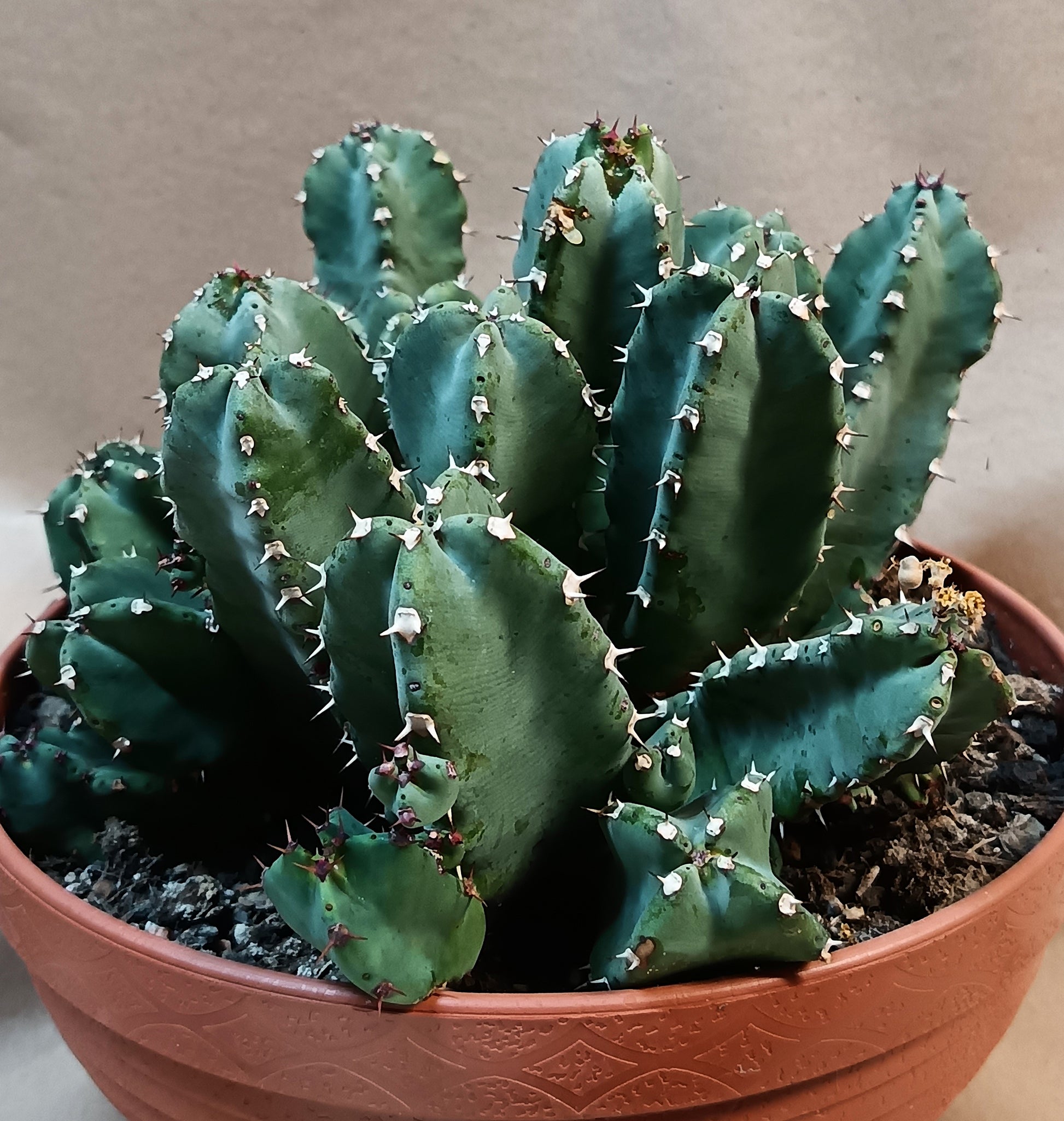 Euphorbia resinifera – 21-22 cm  –