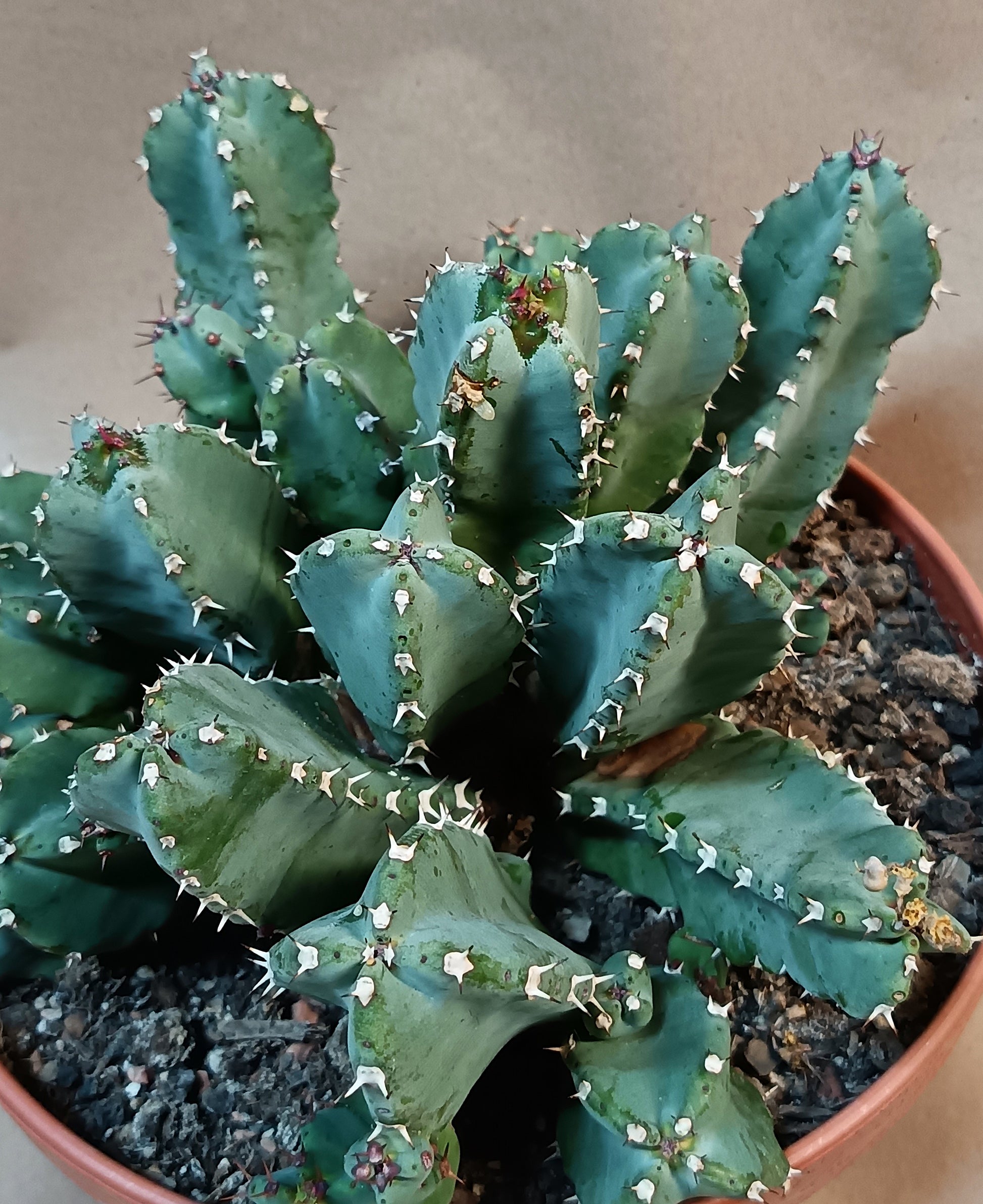 Euphorbia resinifera – 21-22 cm  –