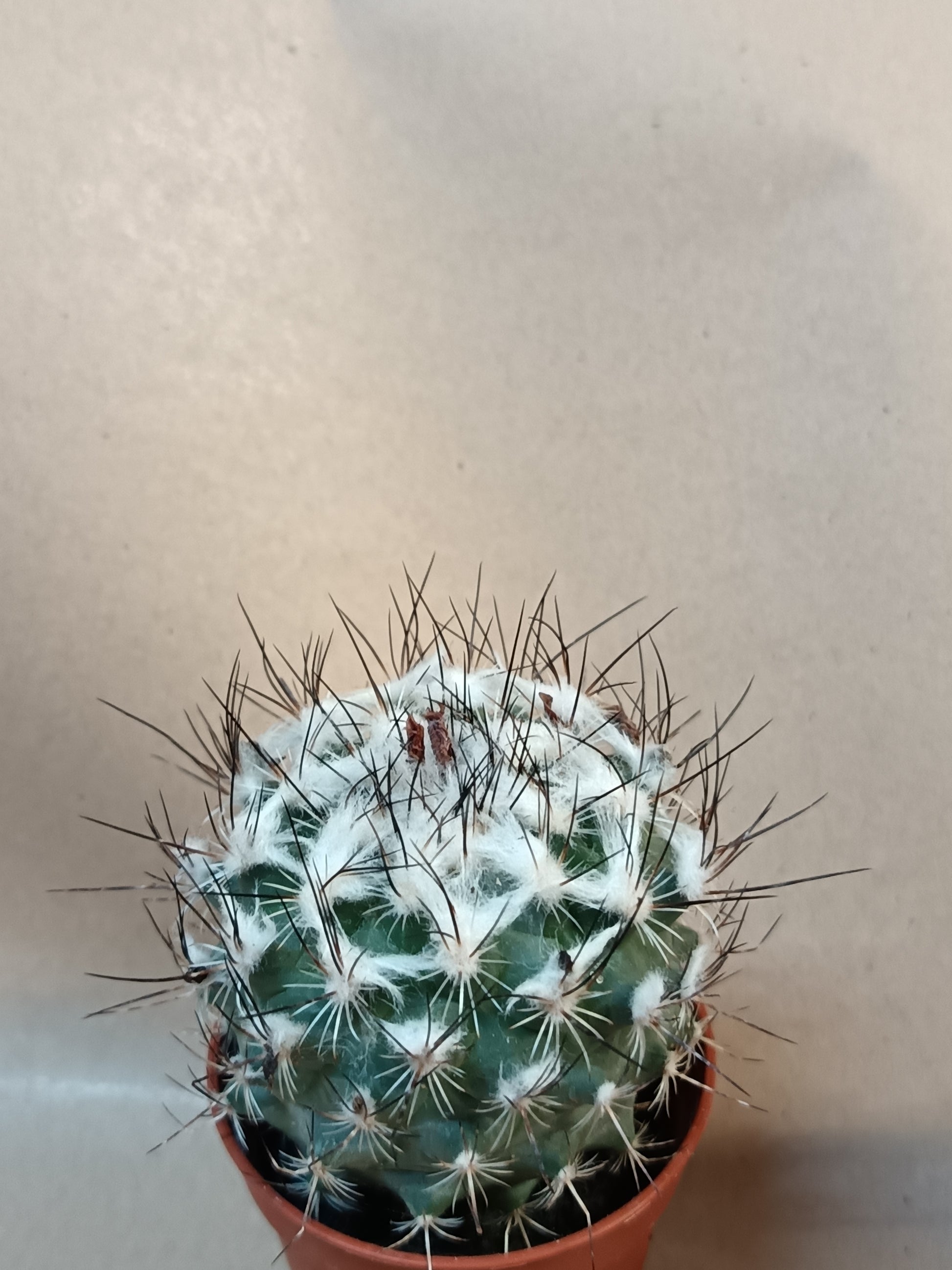 Turbinicarpus saueri – seltener Zwergkaktus aus Mexiko