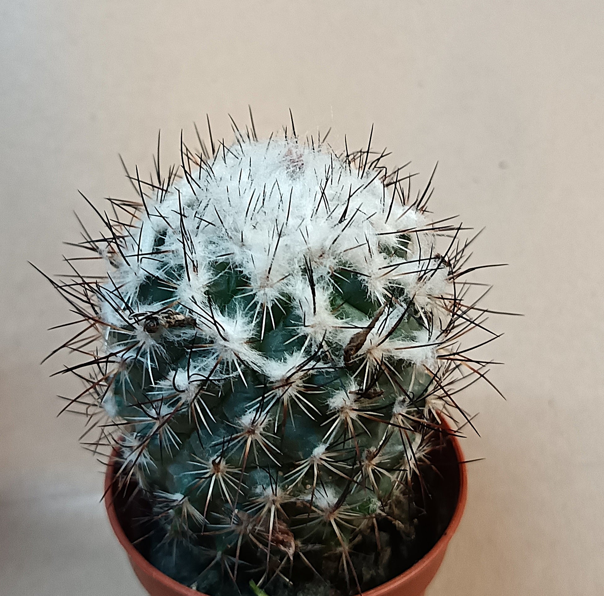 Turbinicarpus saueri – seltener Zwergkaktus aus Mexiko