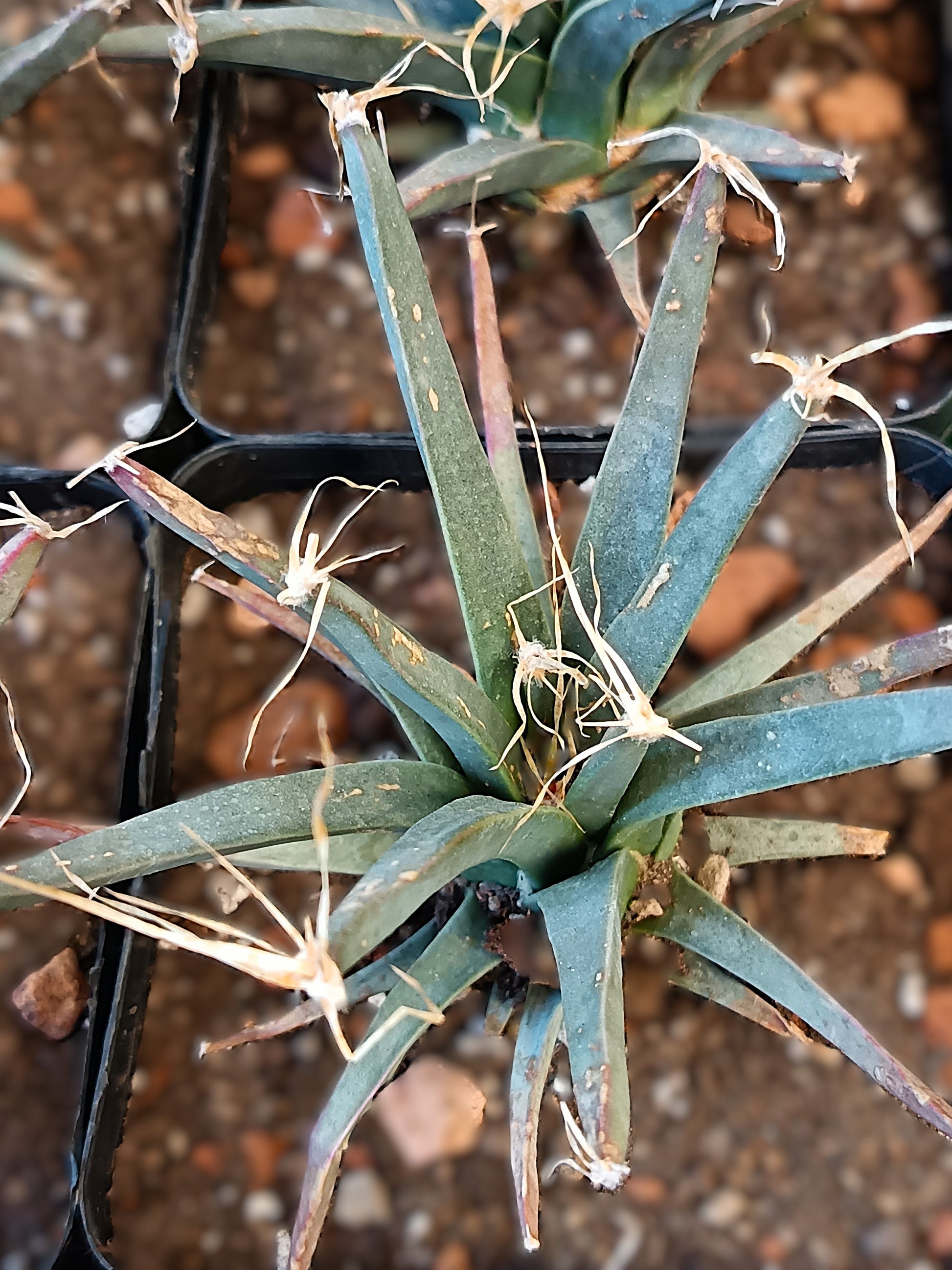 Leuchtenbergia principis