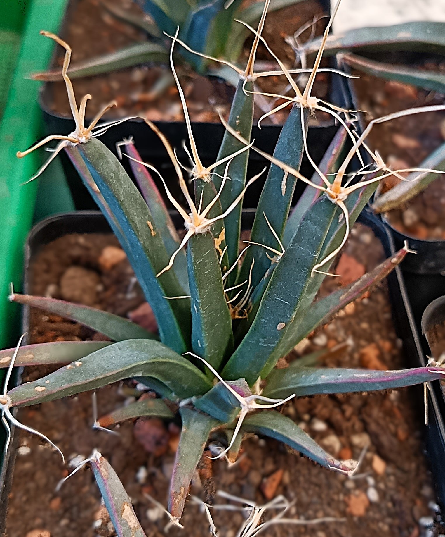 Leuchtenbergia principis