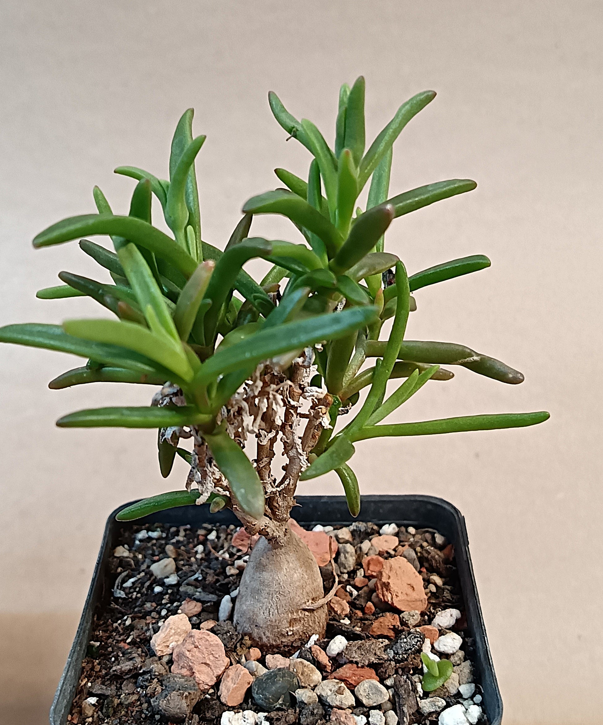 Delosperma napina
