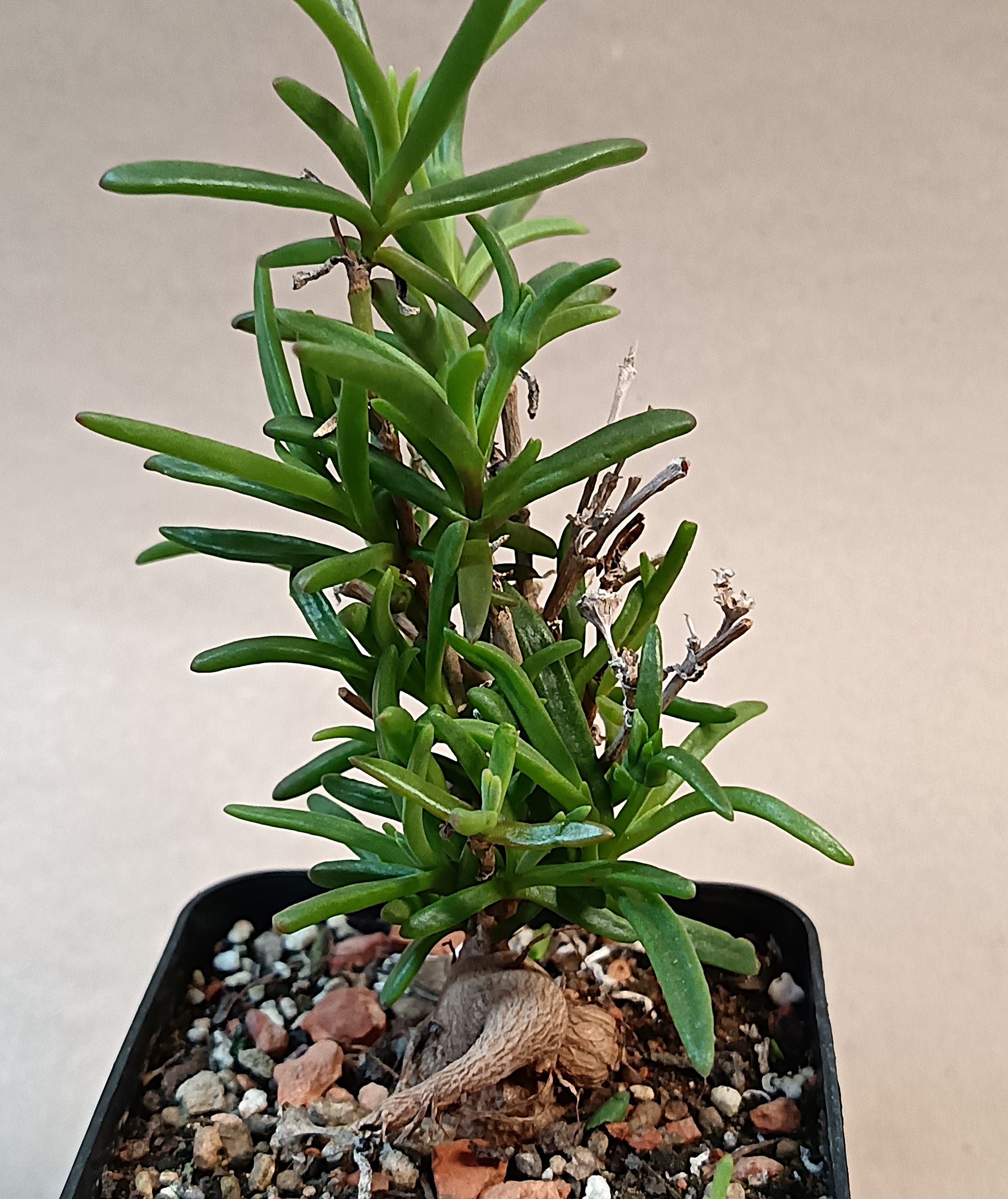 Delosperma napina