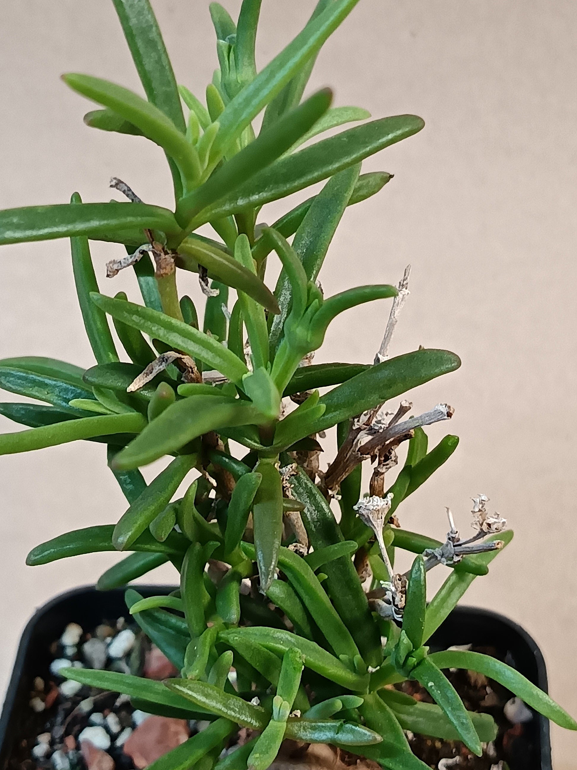 Delosperma napina