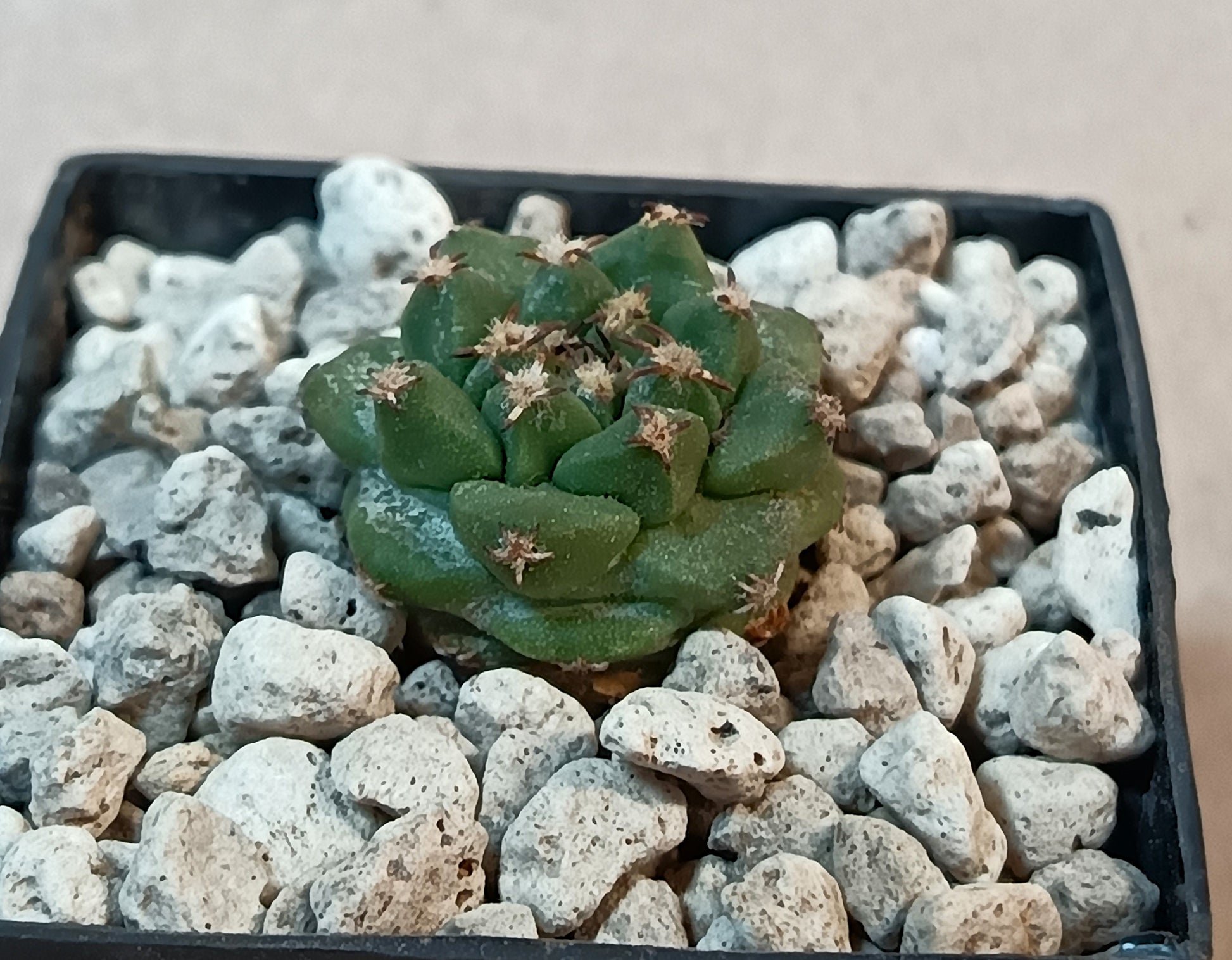Turbinicarous alonsoi