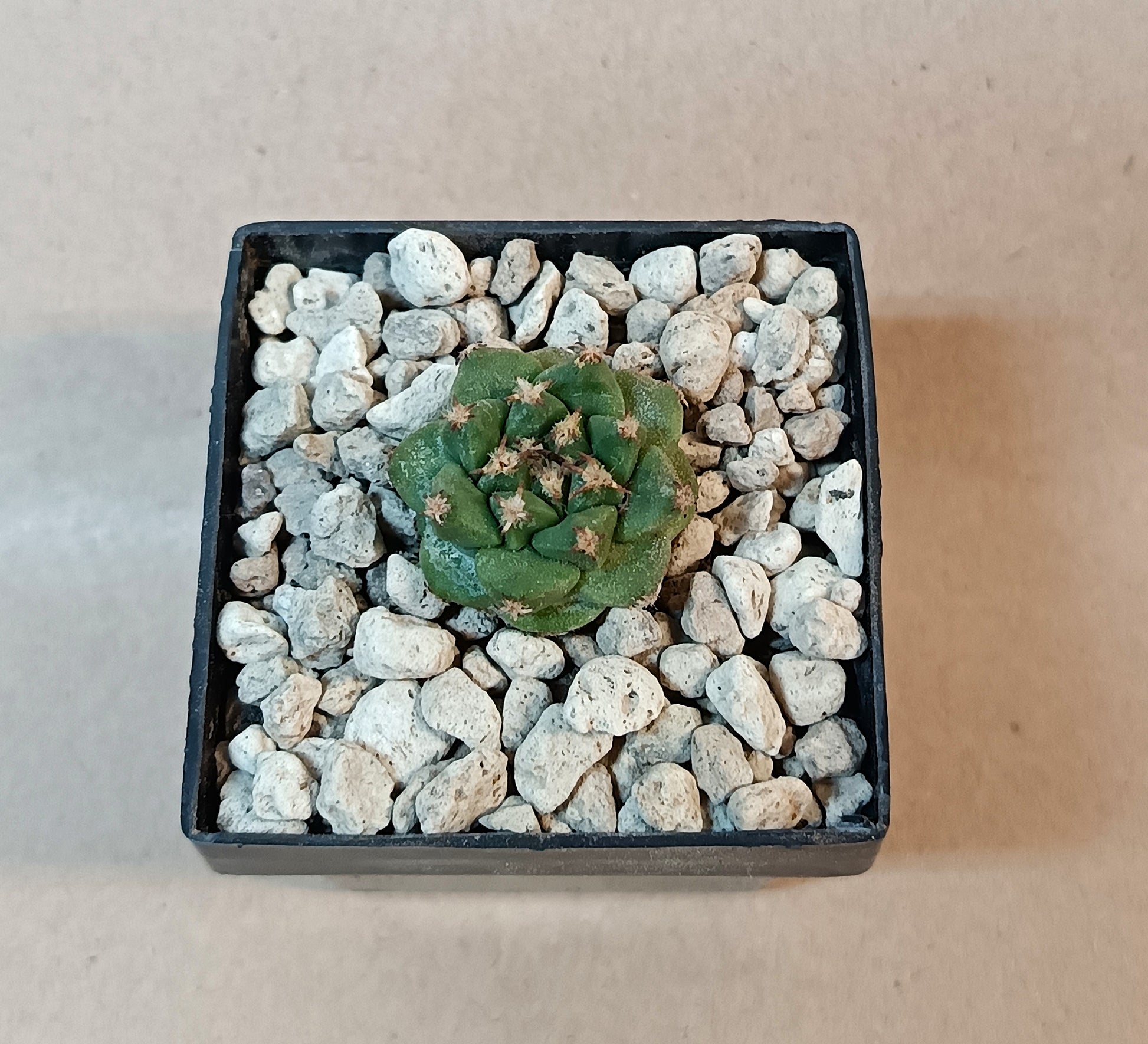 Turbinicarous alonsoi
