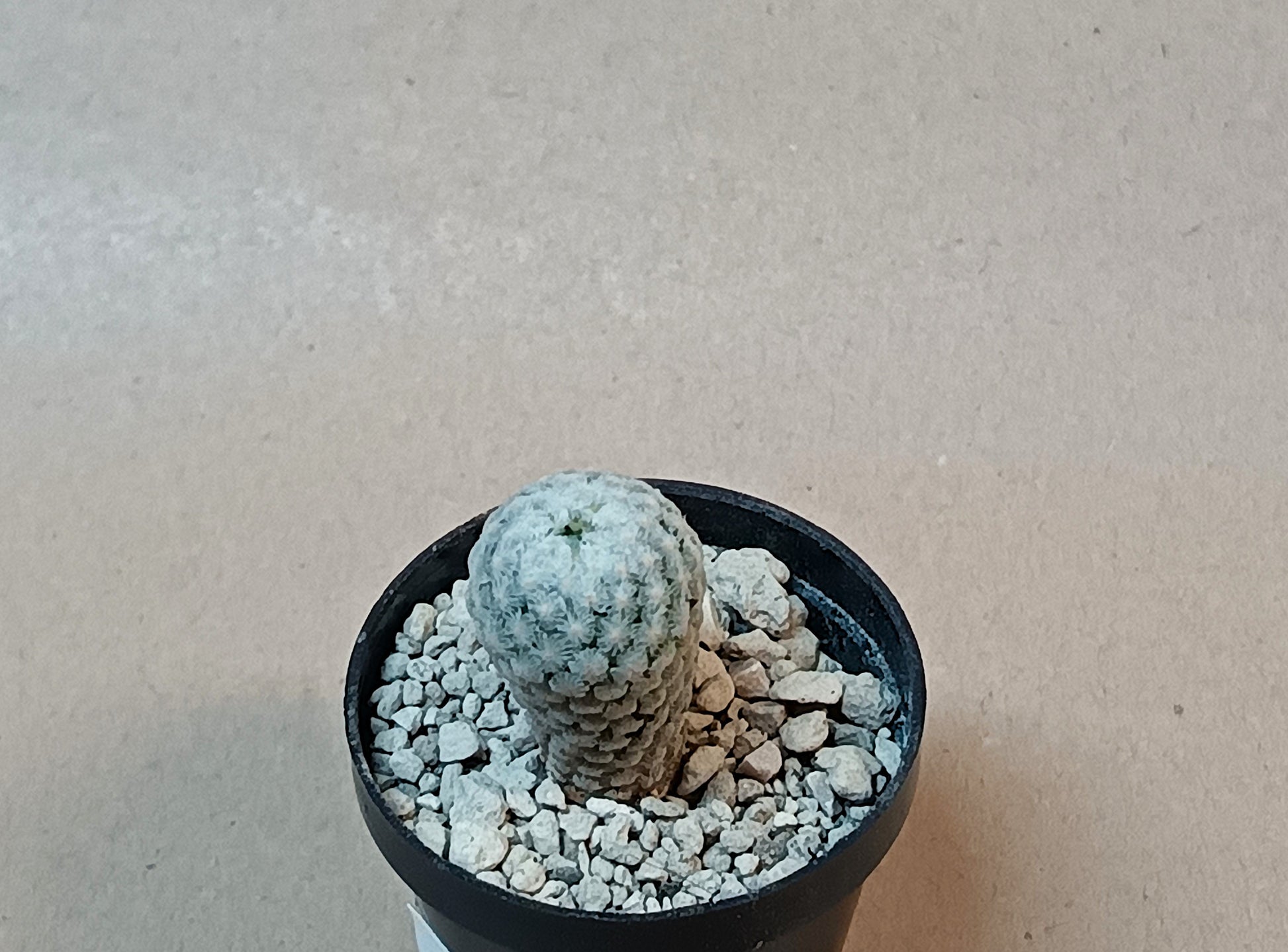 Turbinicarpus valdezianus