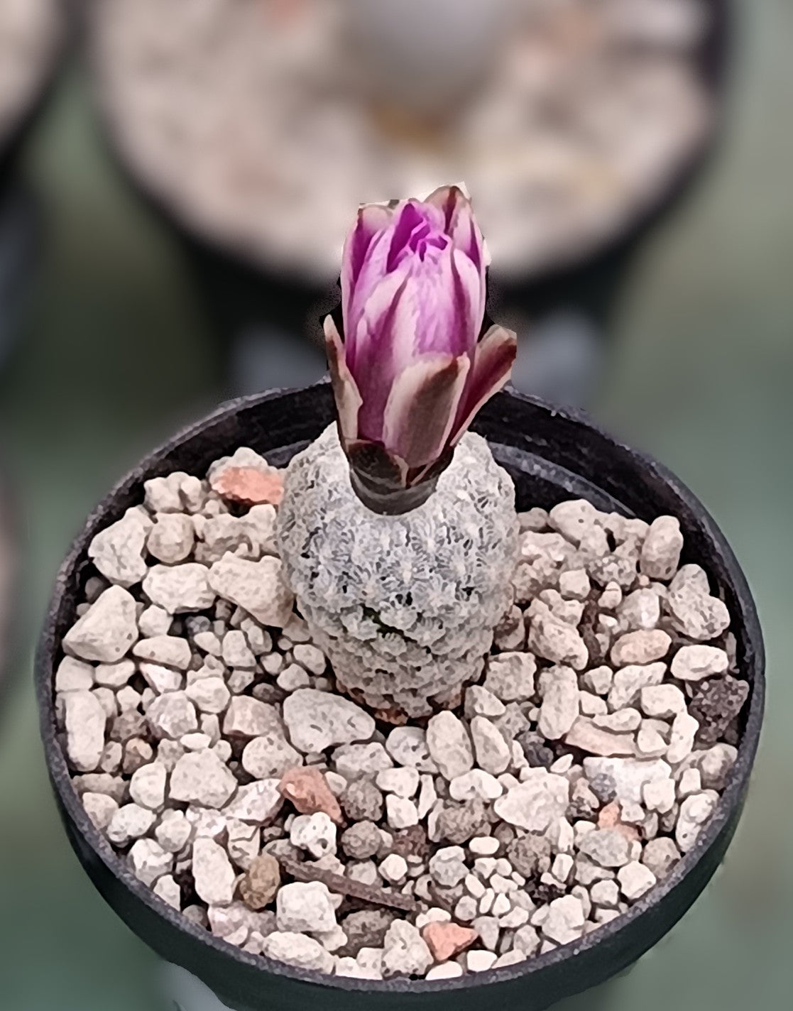 Turbinicarpus valdezianus