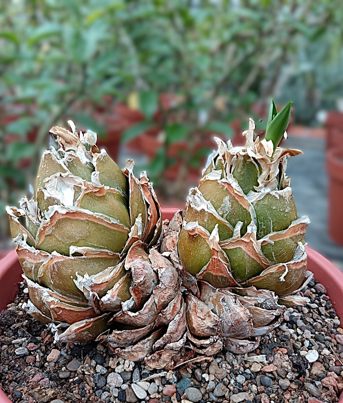 Urginea maritima / Meerzwiebel