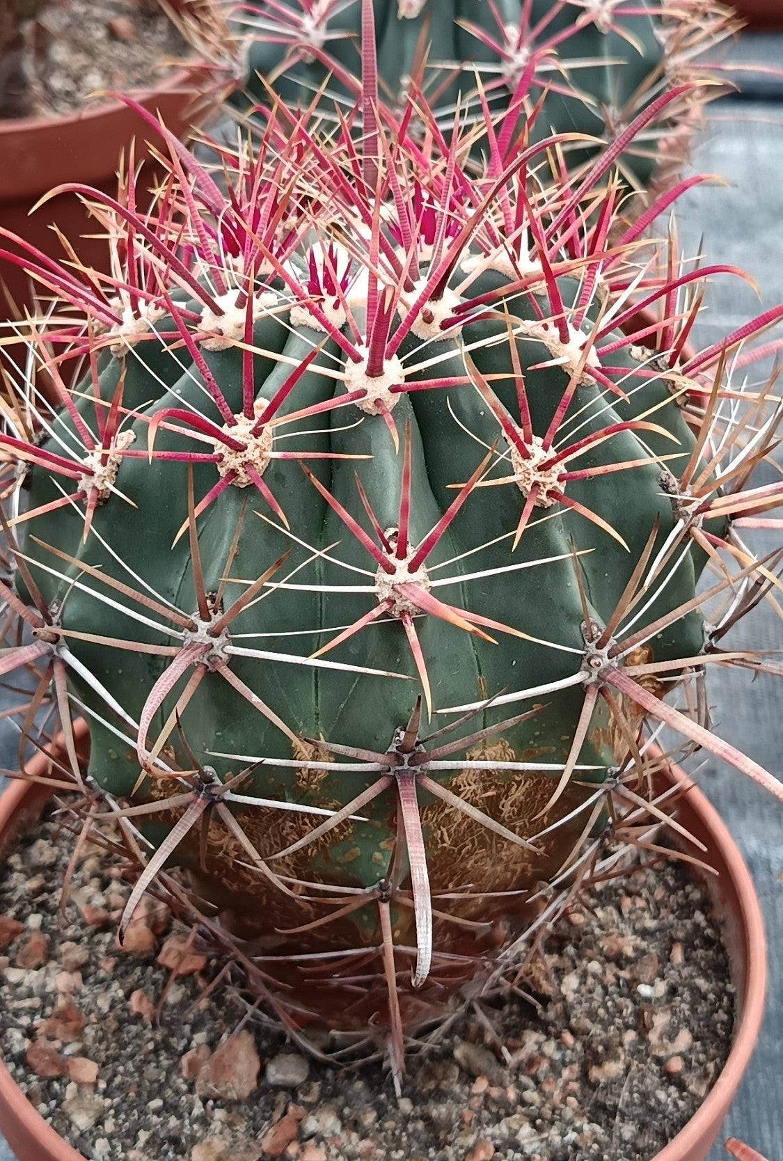 Ferocactus gracilis