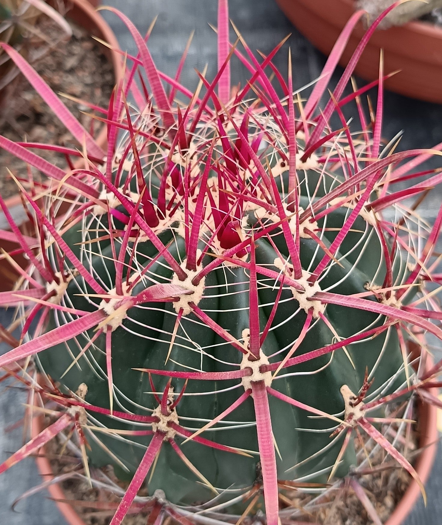 Ferocactus gracilis