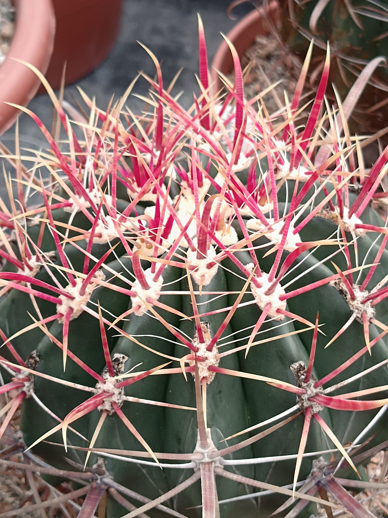 Ferocactus gracilis