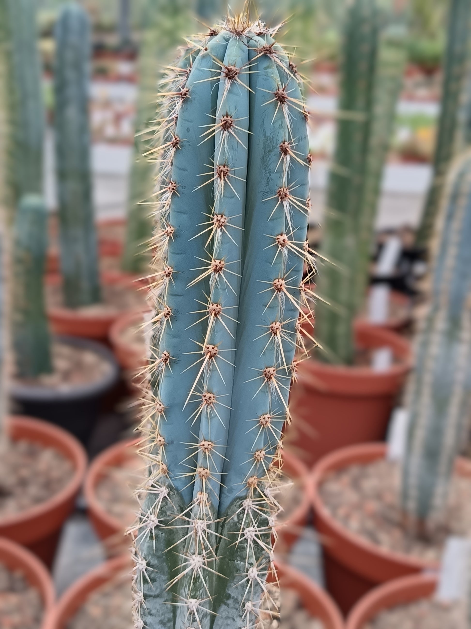 Pilosocereus azureus