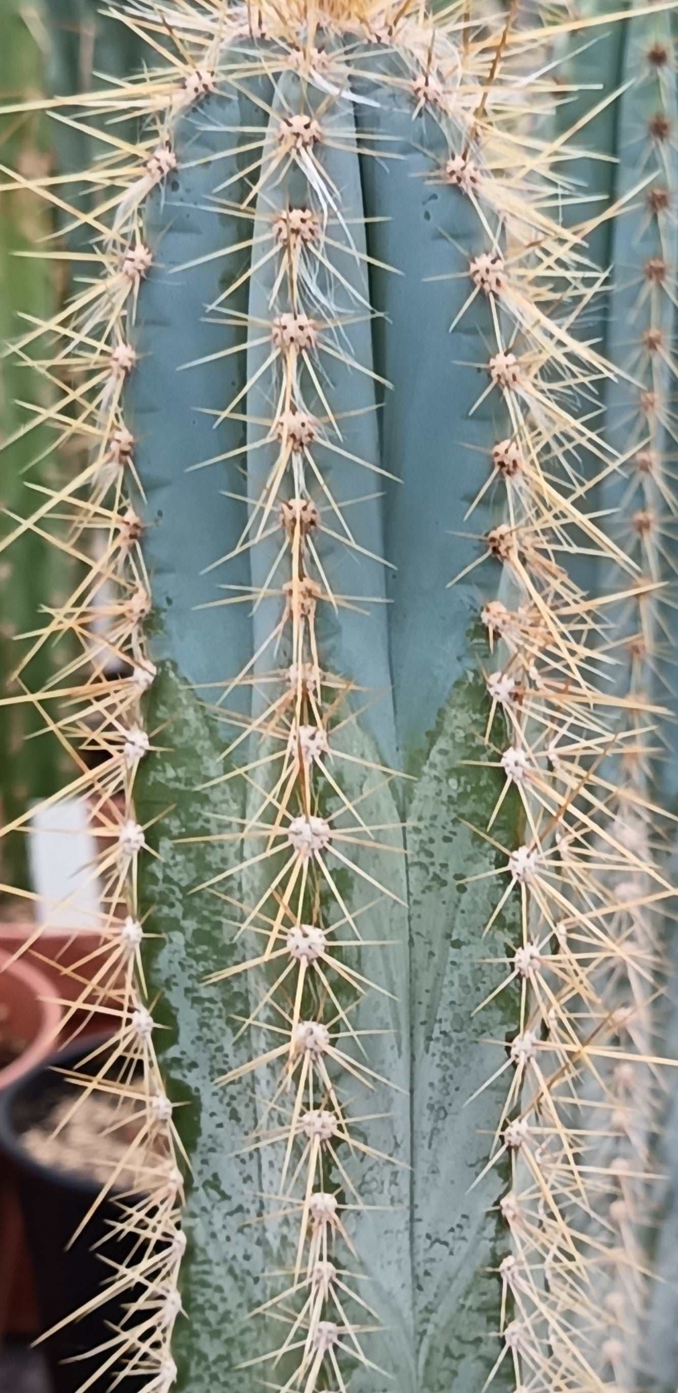Pilosocereus azureus