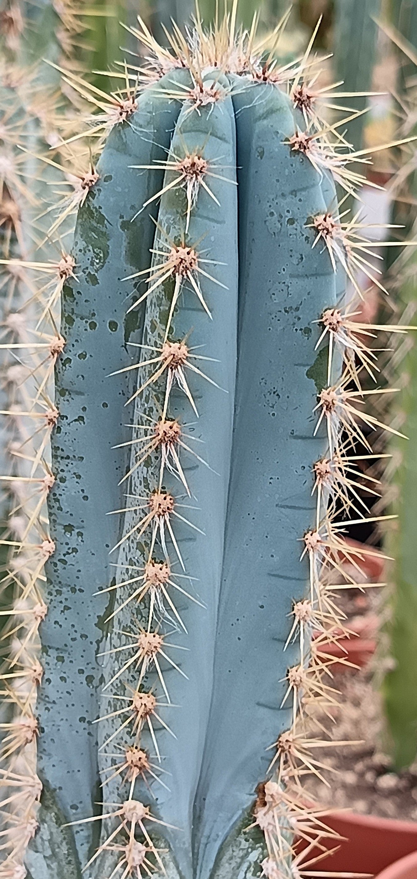 Pilosocereus azureus