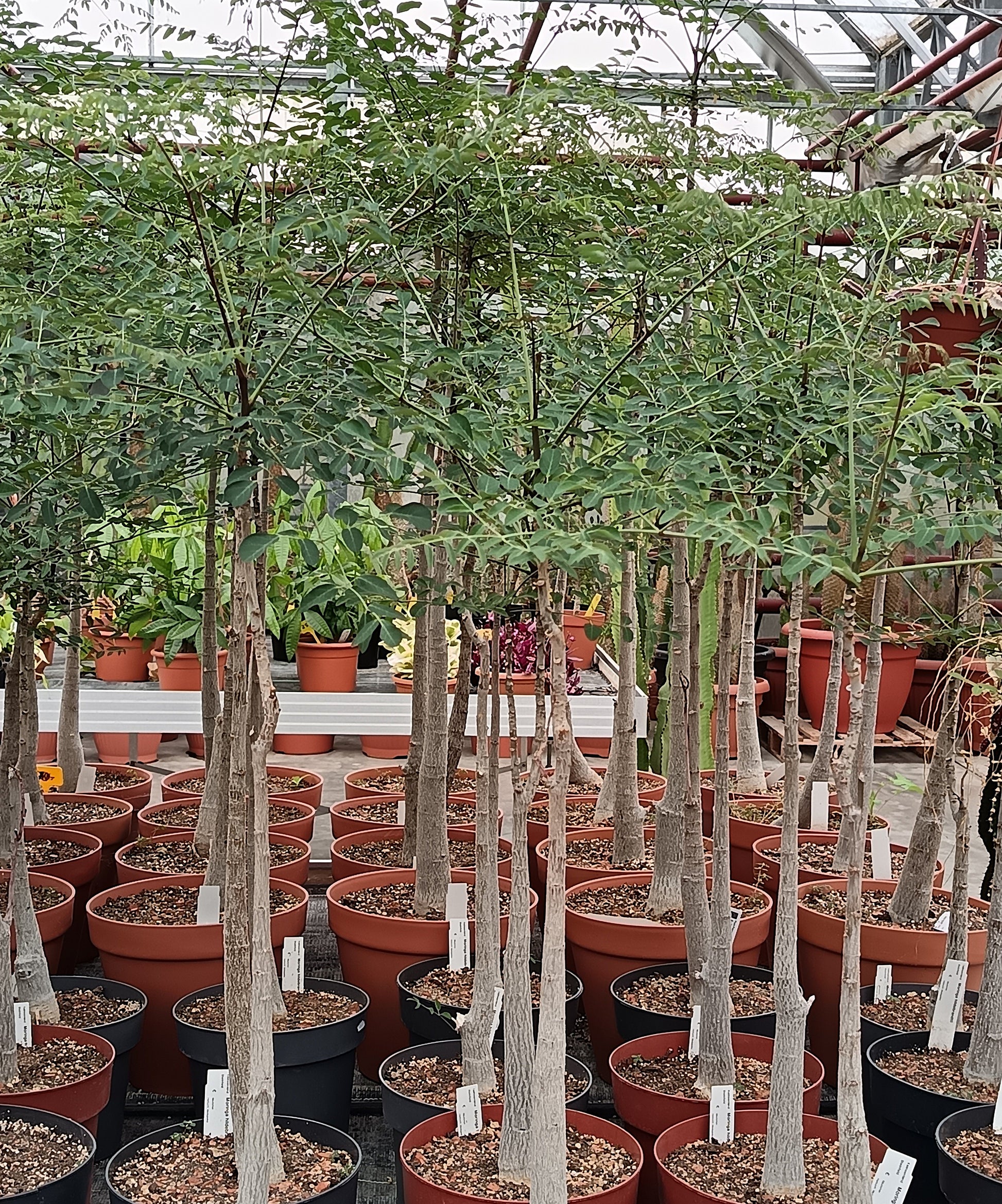Moringa hildebrandtii