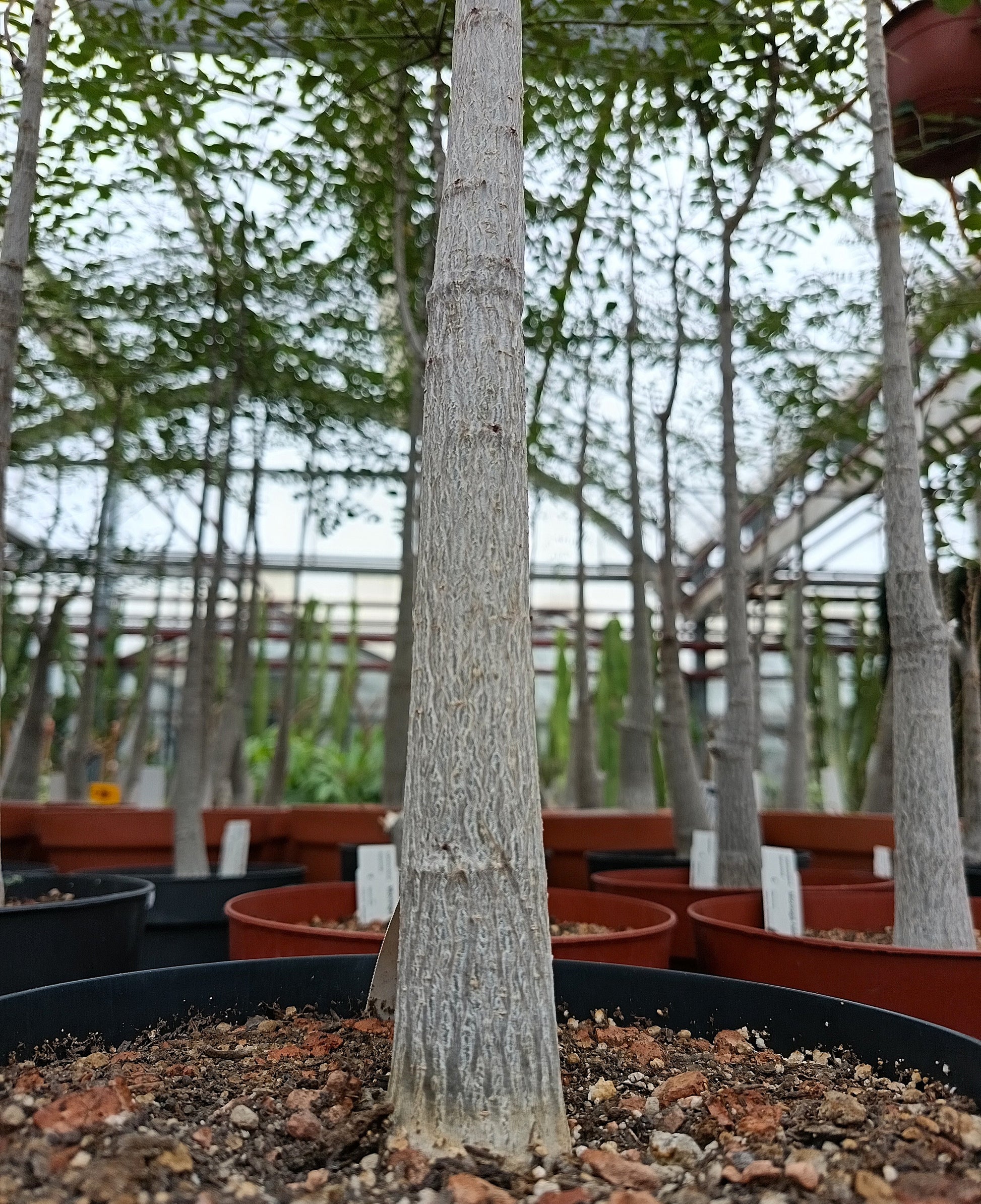 Moringa hildebrandtii