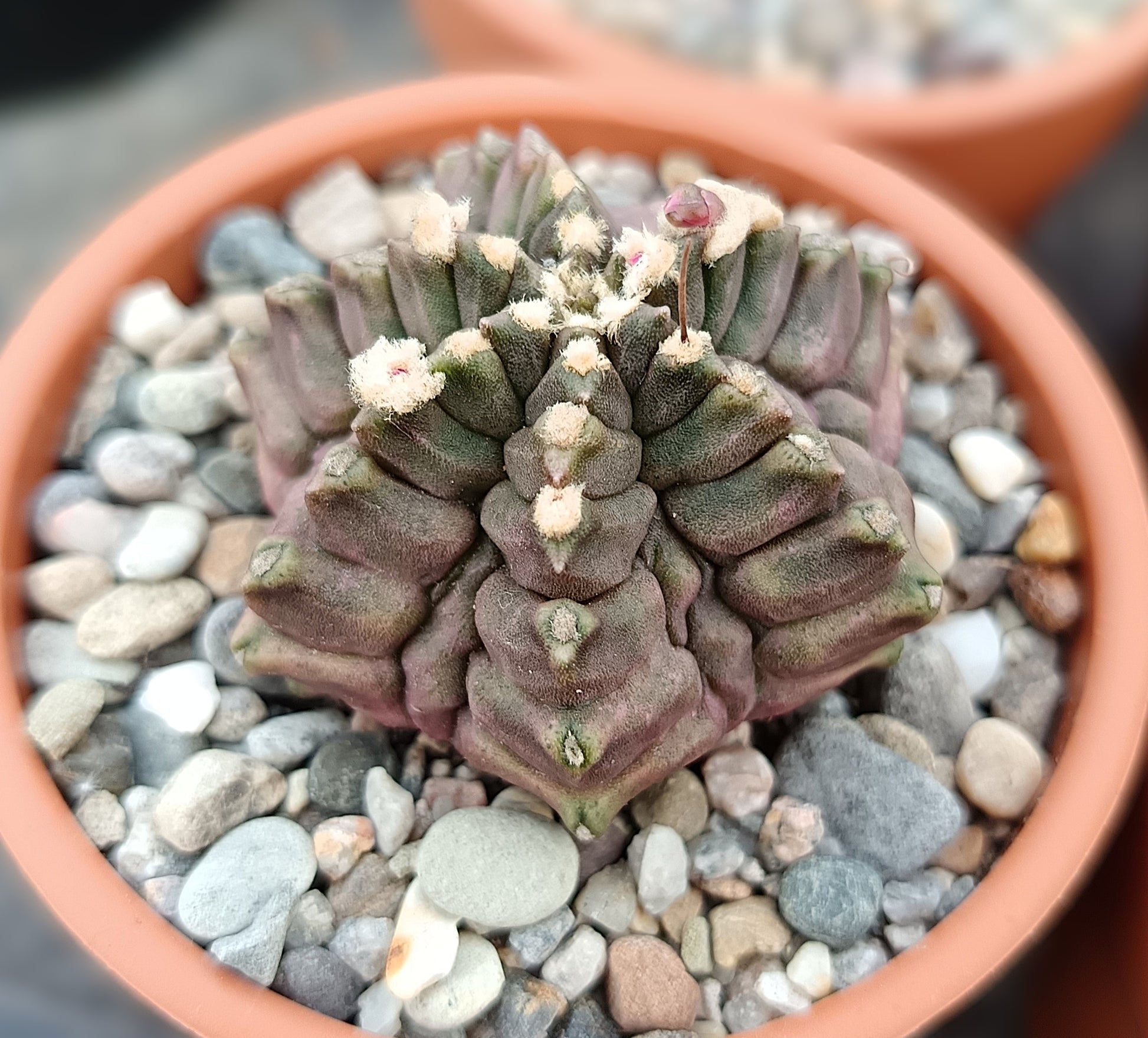 Gymnocalycium mihanovichii f. monstruosa