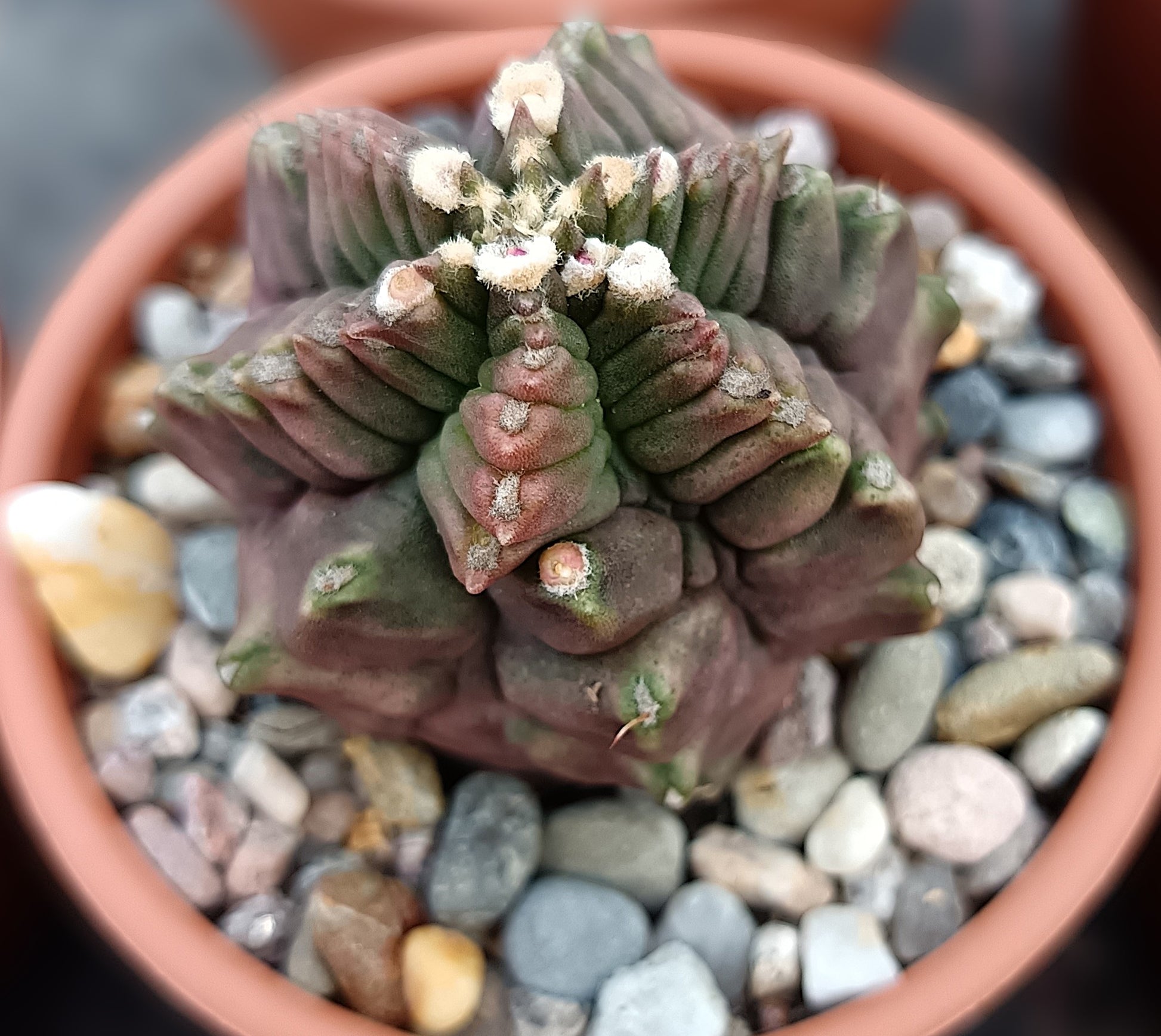 Gymnocalycium mihanovichii f. monstruosa