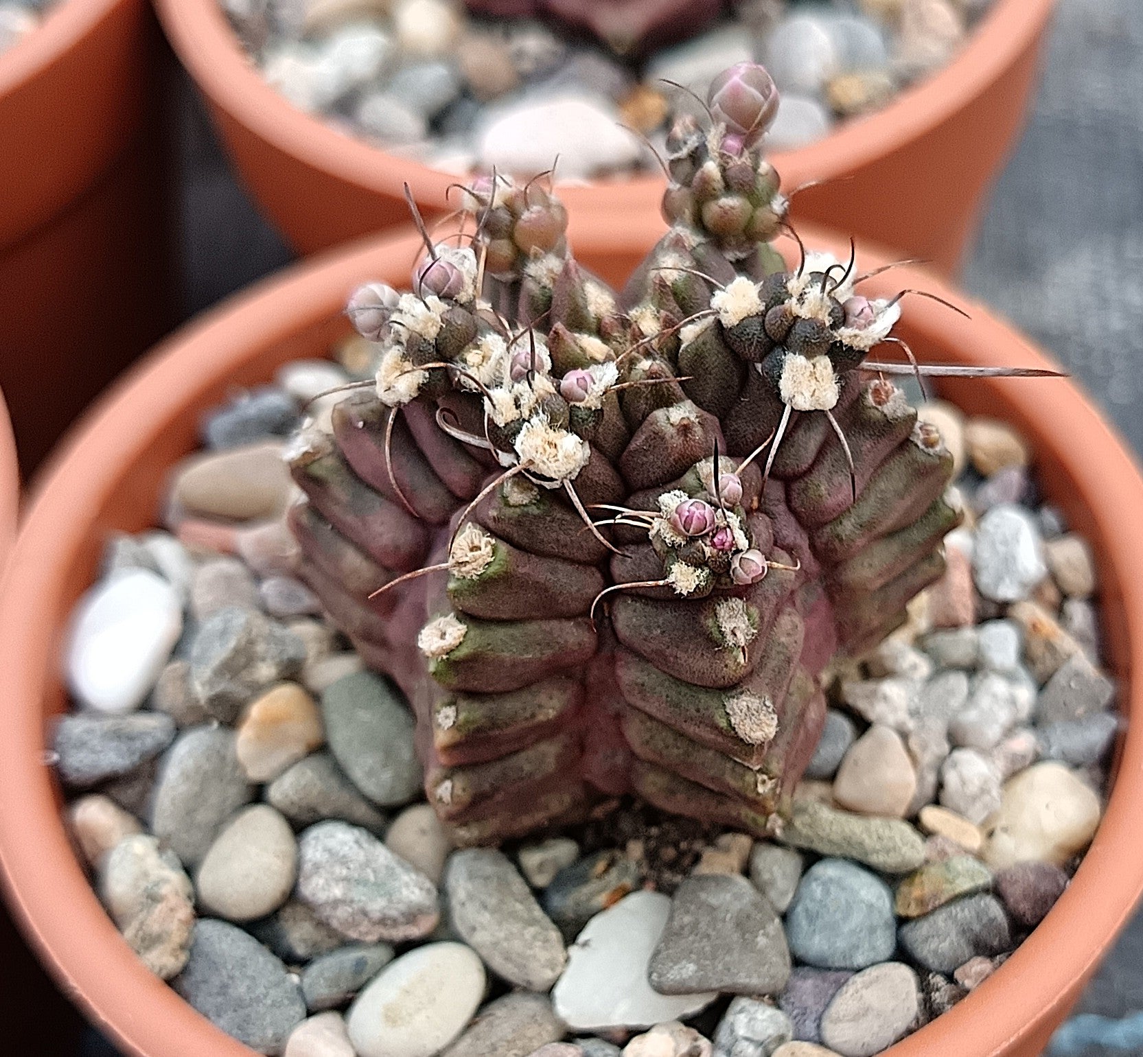 Gymnocalycium mihanovichii f. monstruosa