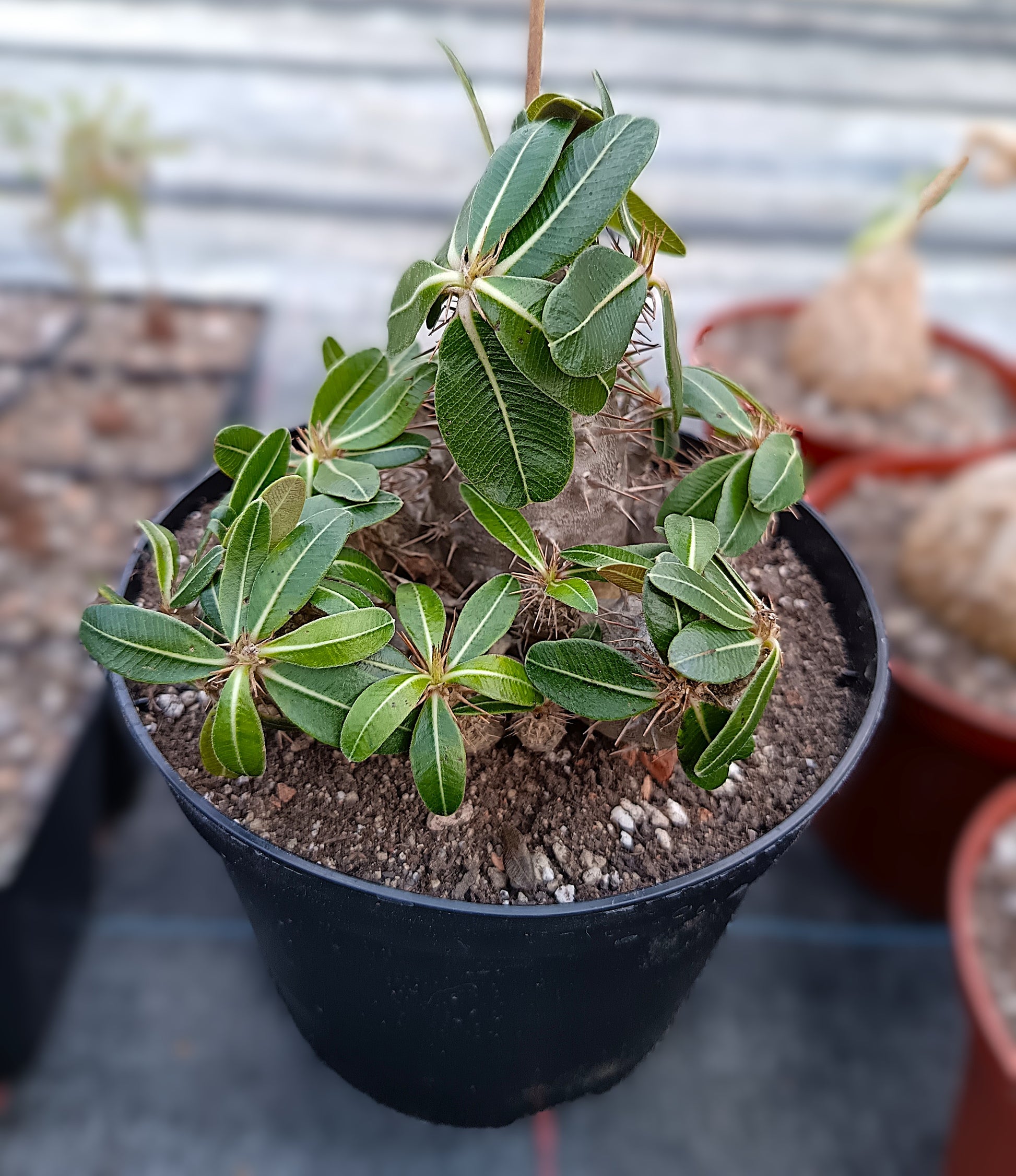 Pachypodium rosulatum