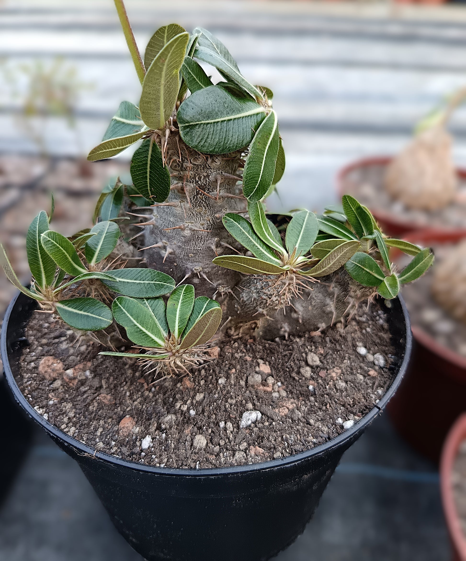 Pachypodium rosulatum