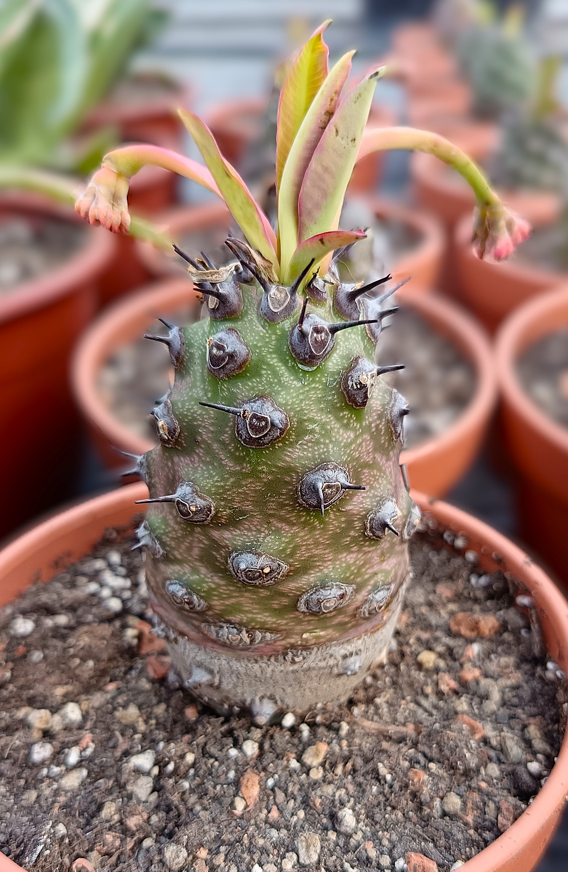 Euphorbia pachypodioides