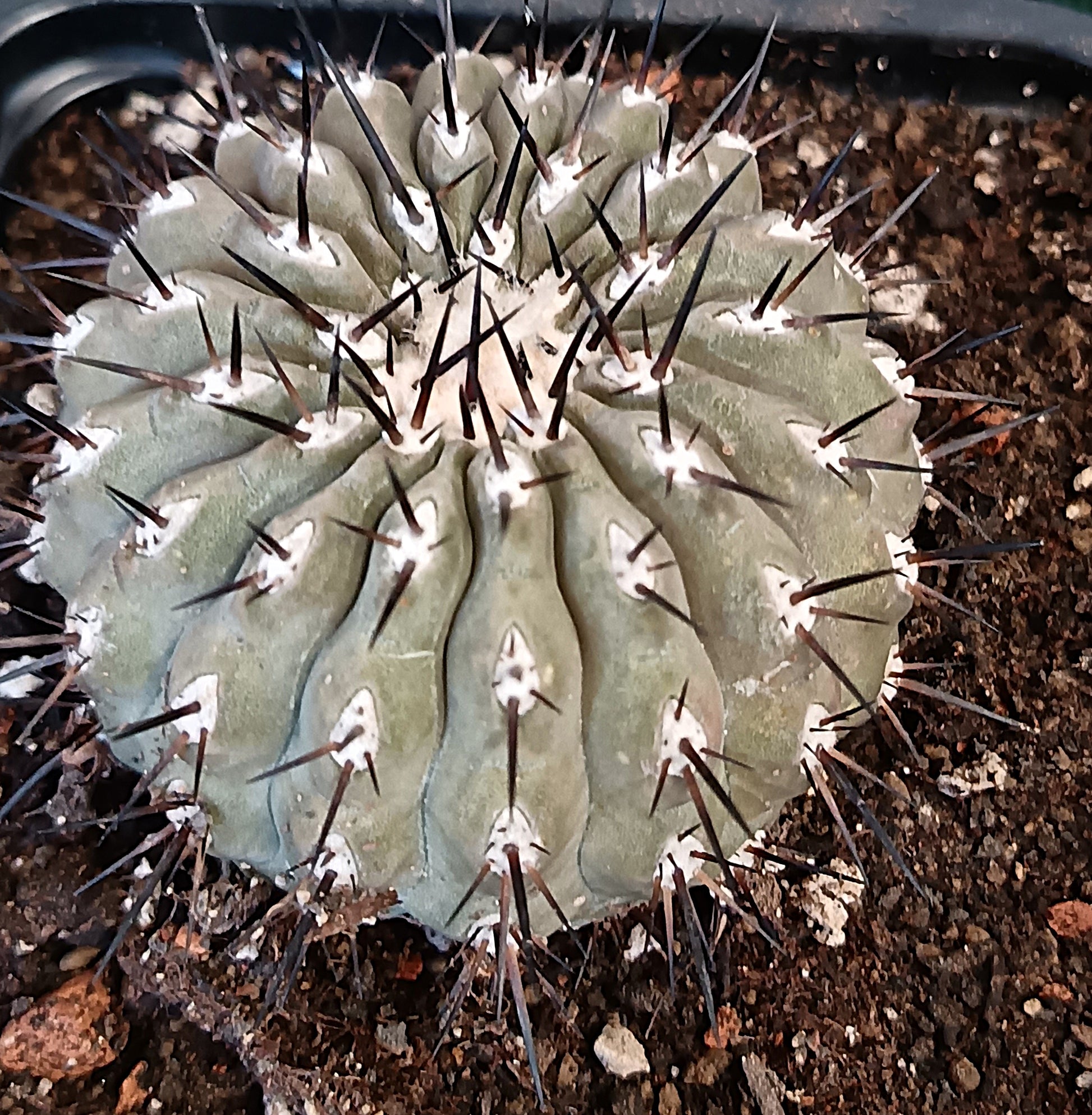 Copiapoa cinerea – Seltene Mini-Rarität (Ø 6bis7 cm)