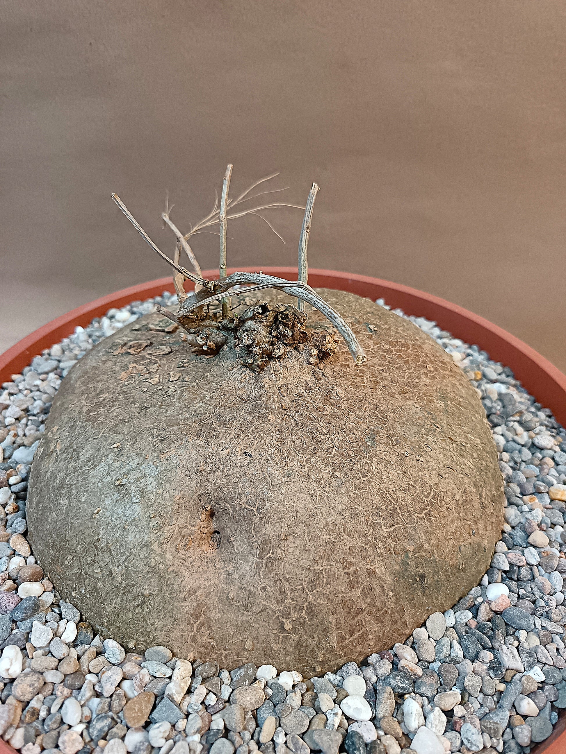 Gerrardanthus tomentosus