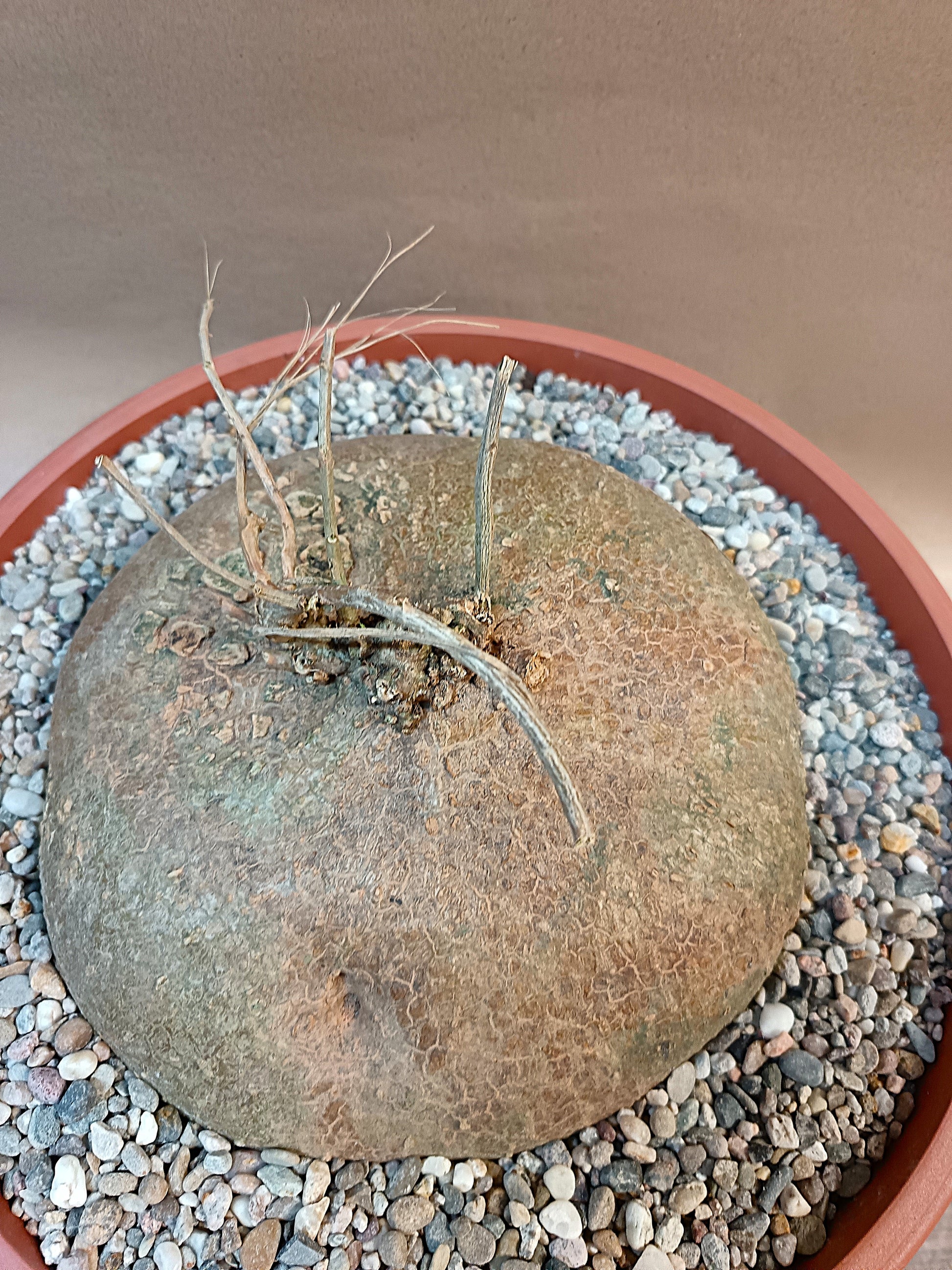 Gerrardanthus tomentosus