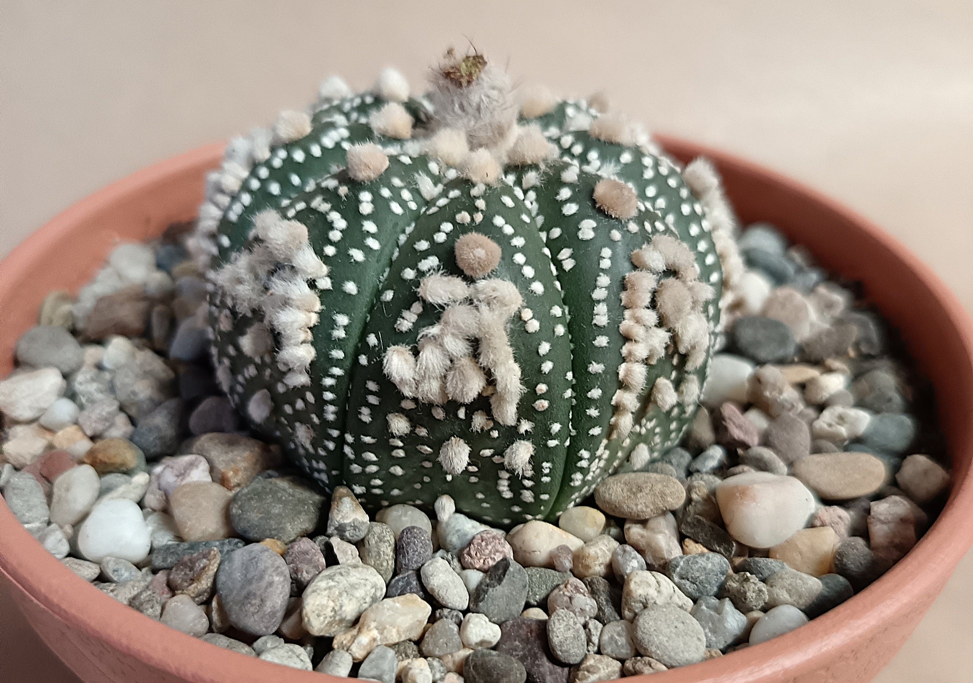 Astrophytum asterias 'Hanazono Kabuto' #3