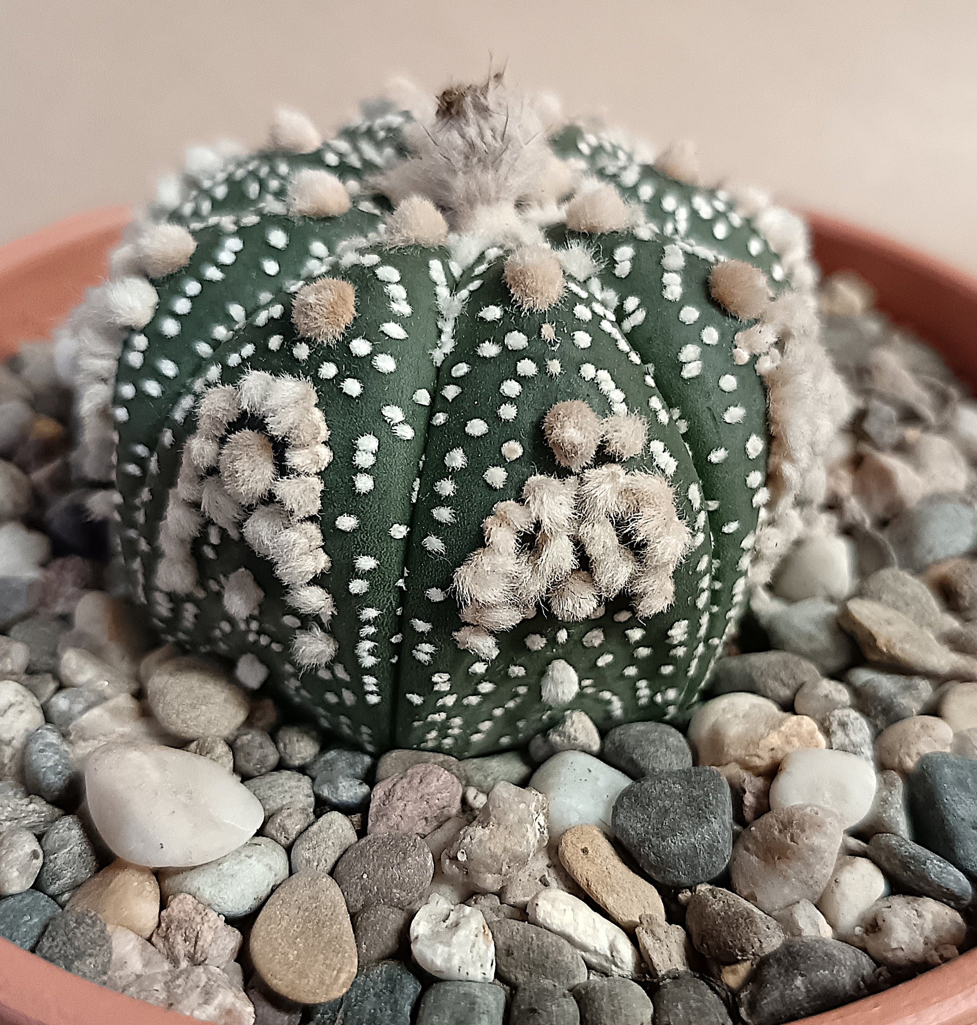 Astrophytum asterias 'Hanazono Kabuto' #3