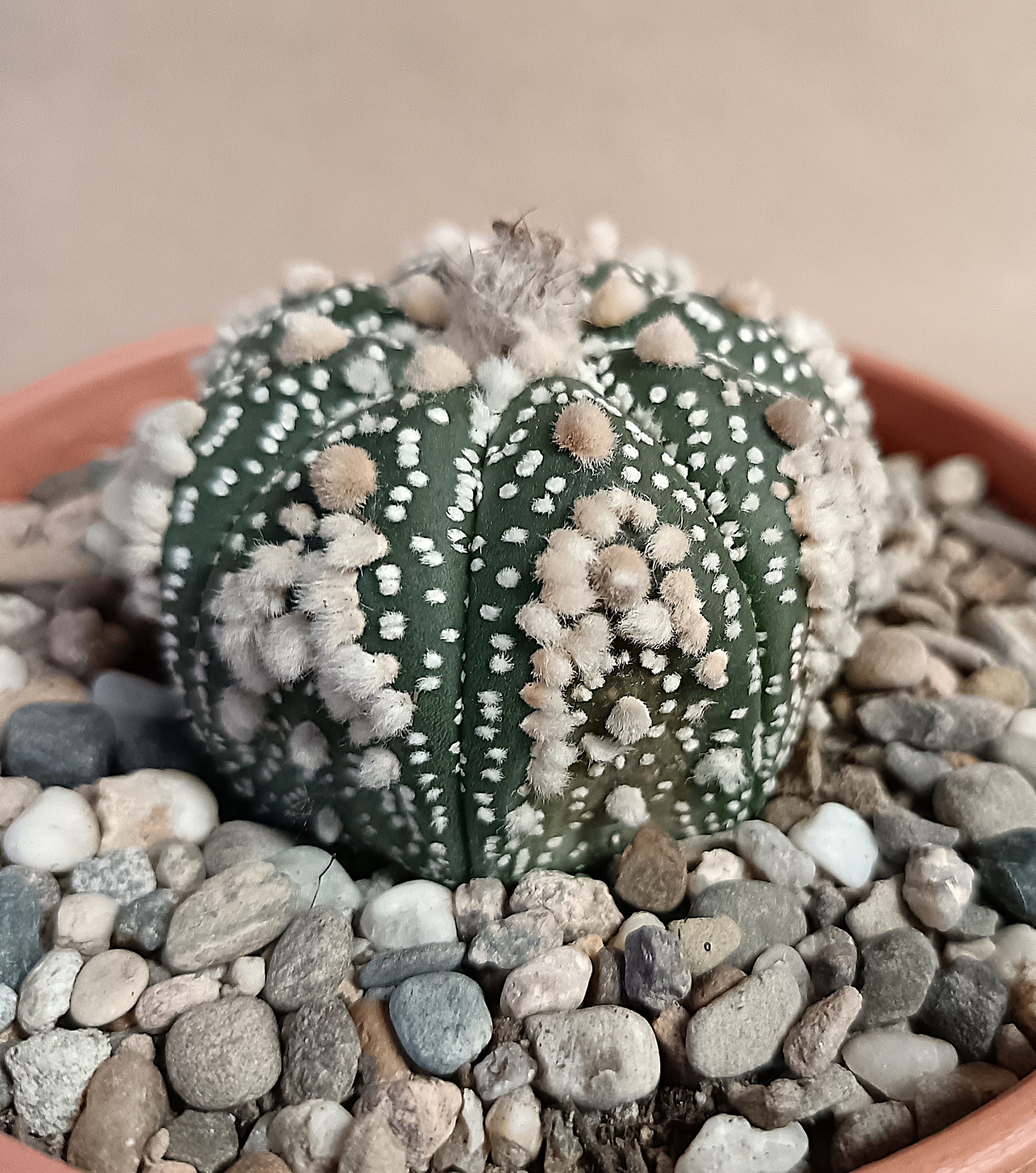 Astrophytum asterias 'Hanazono Kabuto' #3