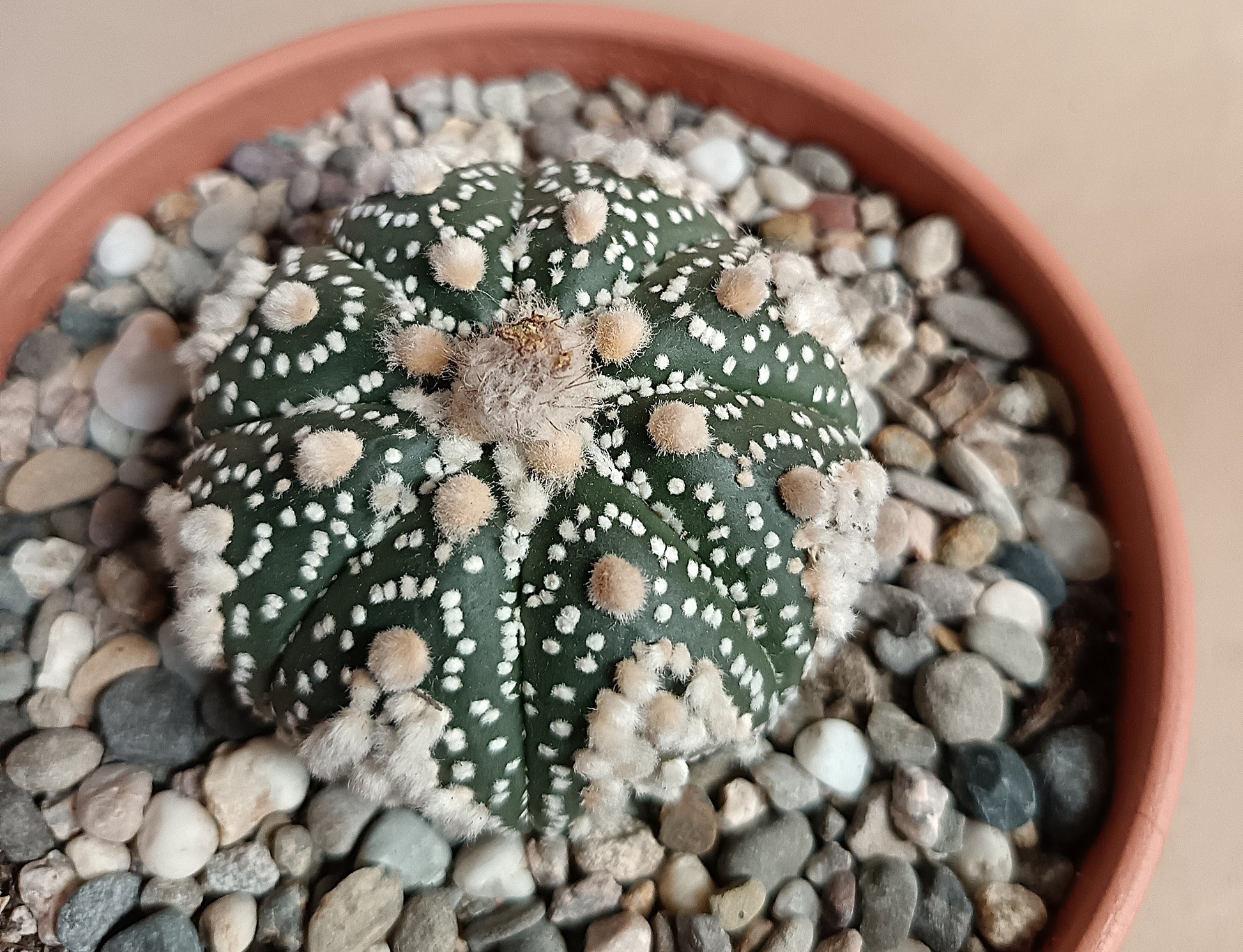 Astrophytum asterias 'Hanazono Kabuto' #3