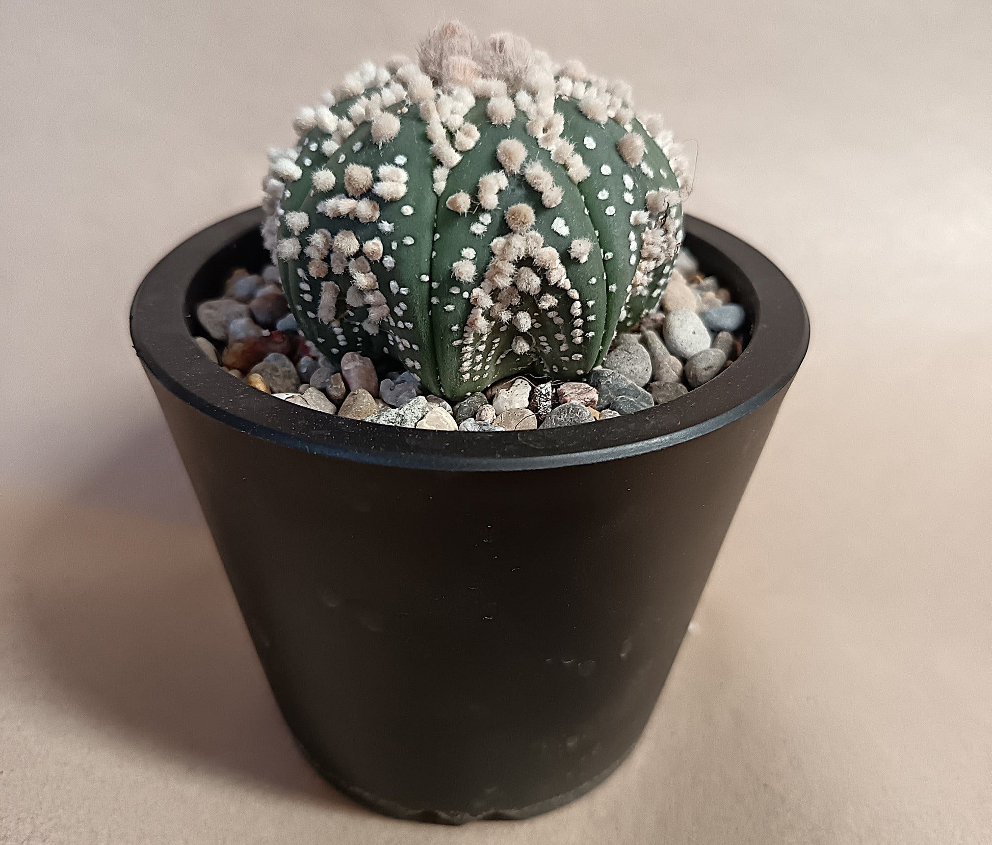 Astrophytum asterias 'Hanazono Kabuto' #1