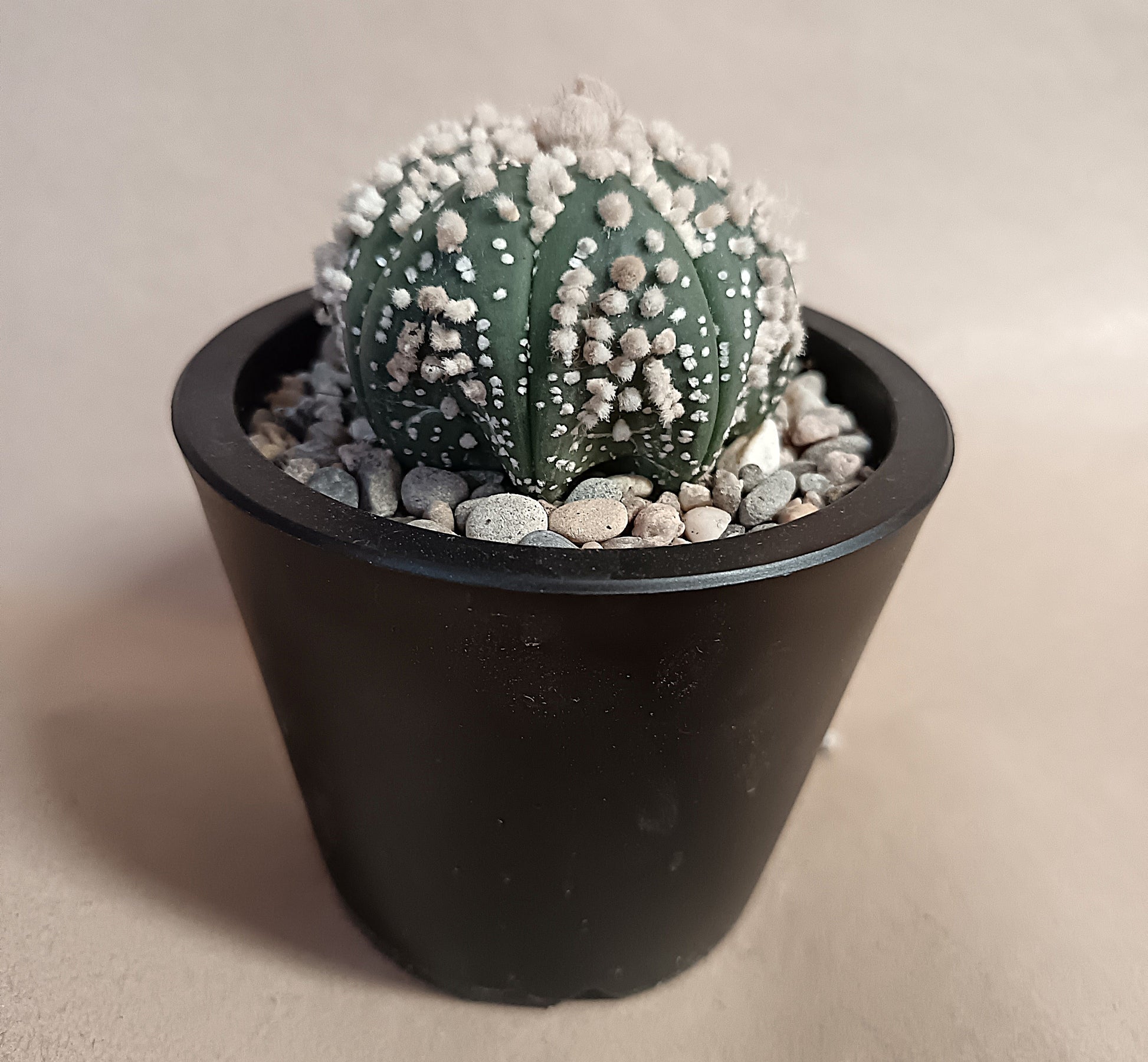 Astrophytum asterias 'Hanazono Kabuto' #1