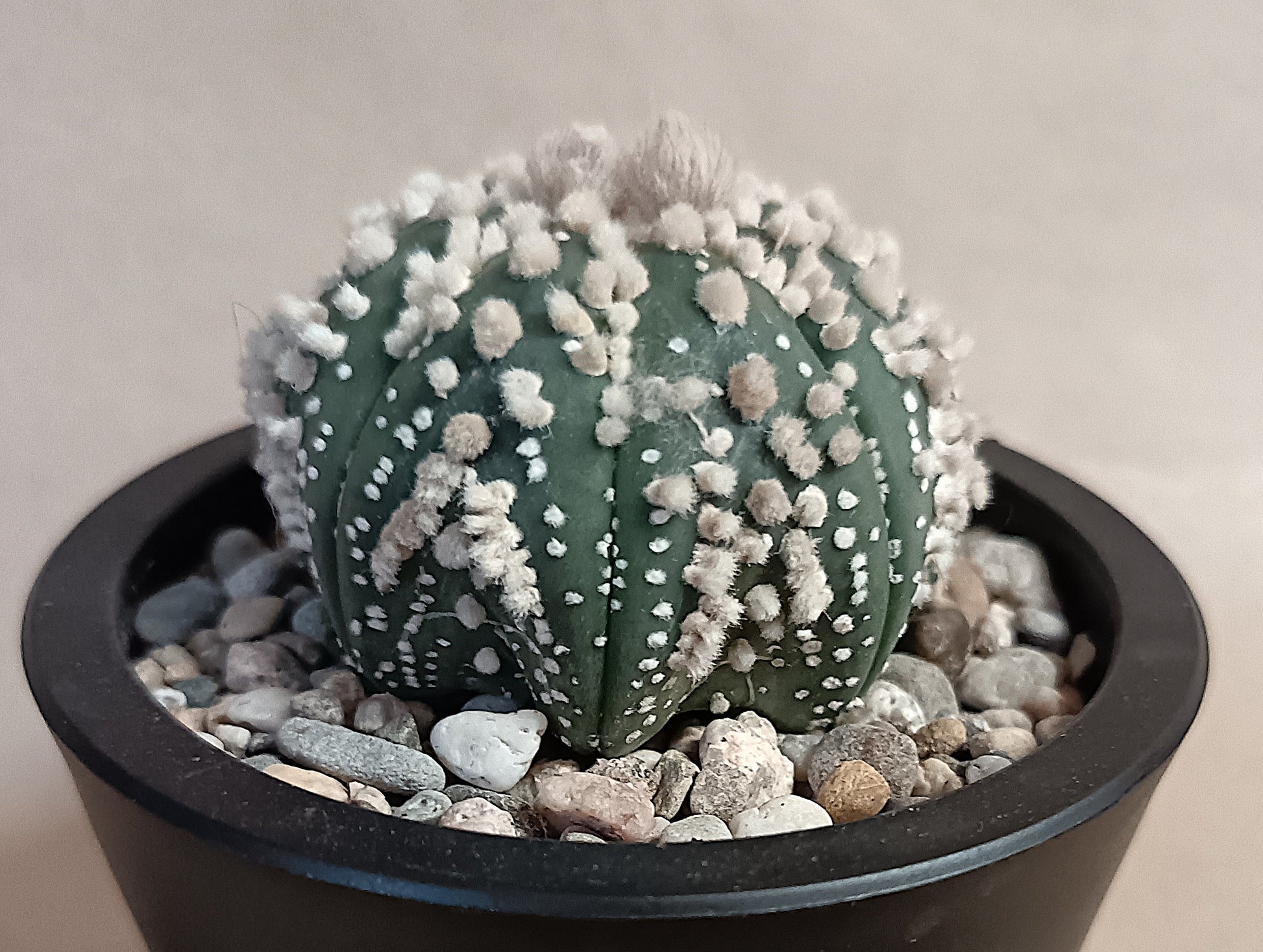 Astrophytum asterias 'Hanazono Kabuto' #1