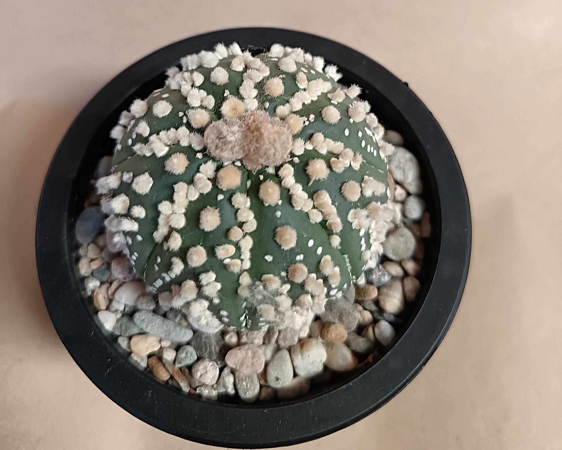 Astrophytum asterias 'Hanazono Kabuto' #1