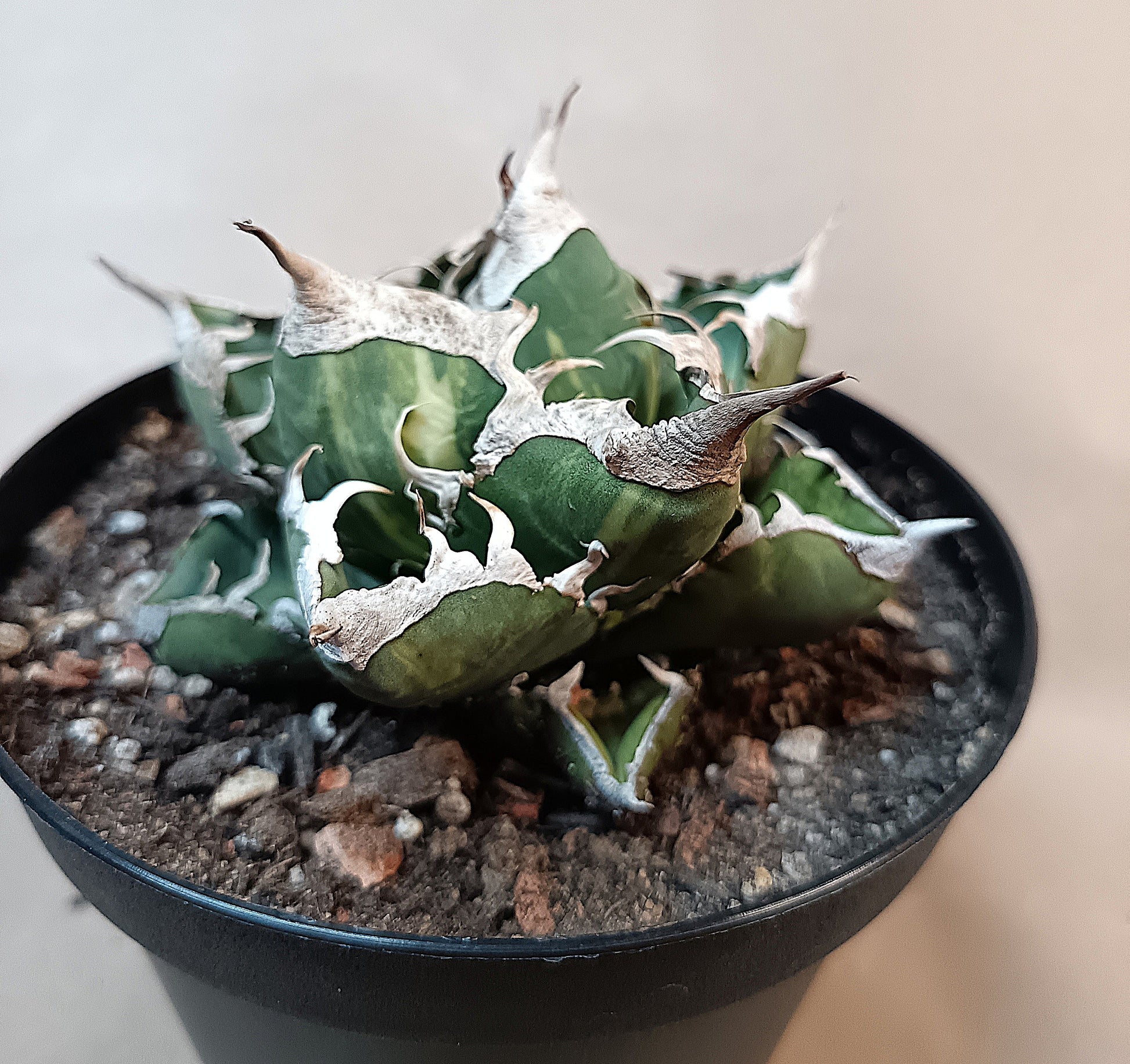Agave titanota 'sad' f. variegata #2